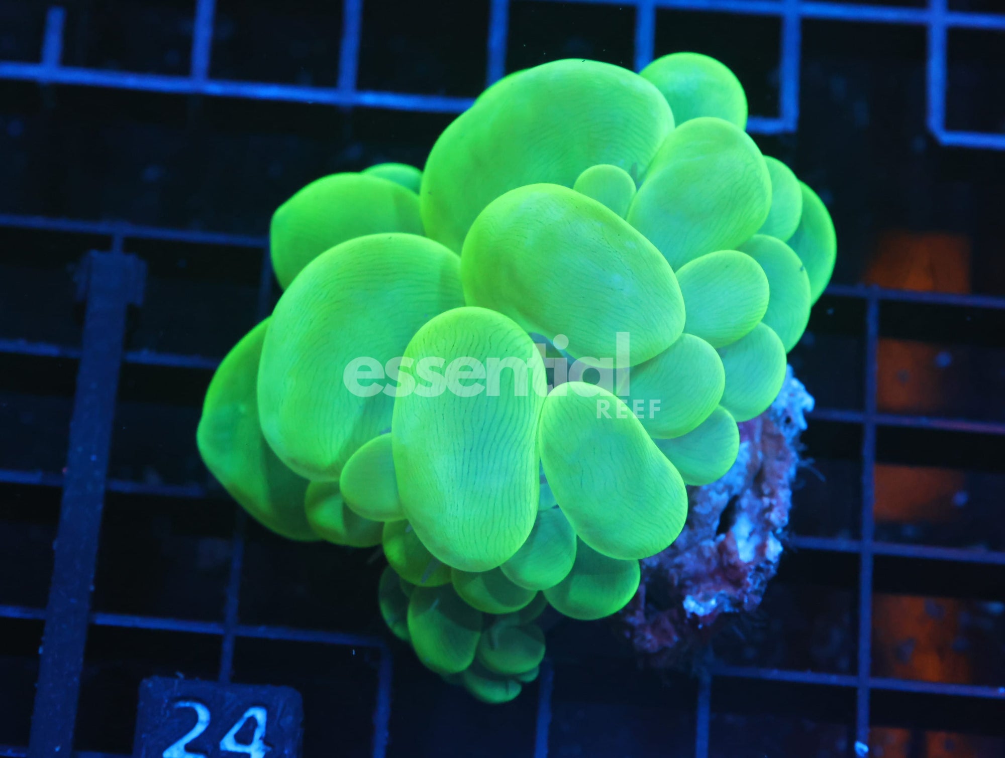 Watermarked - H24 - Indo Radioactive Bubble Coral
