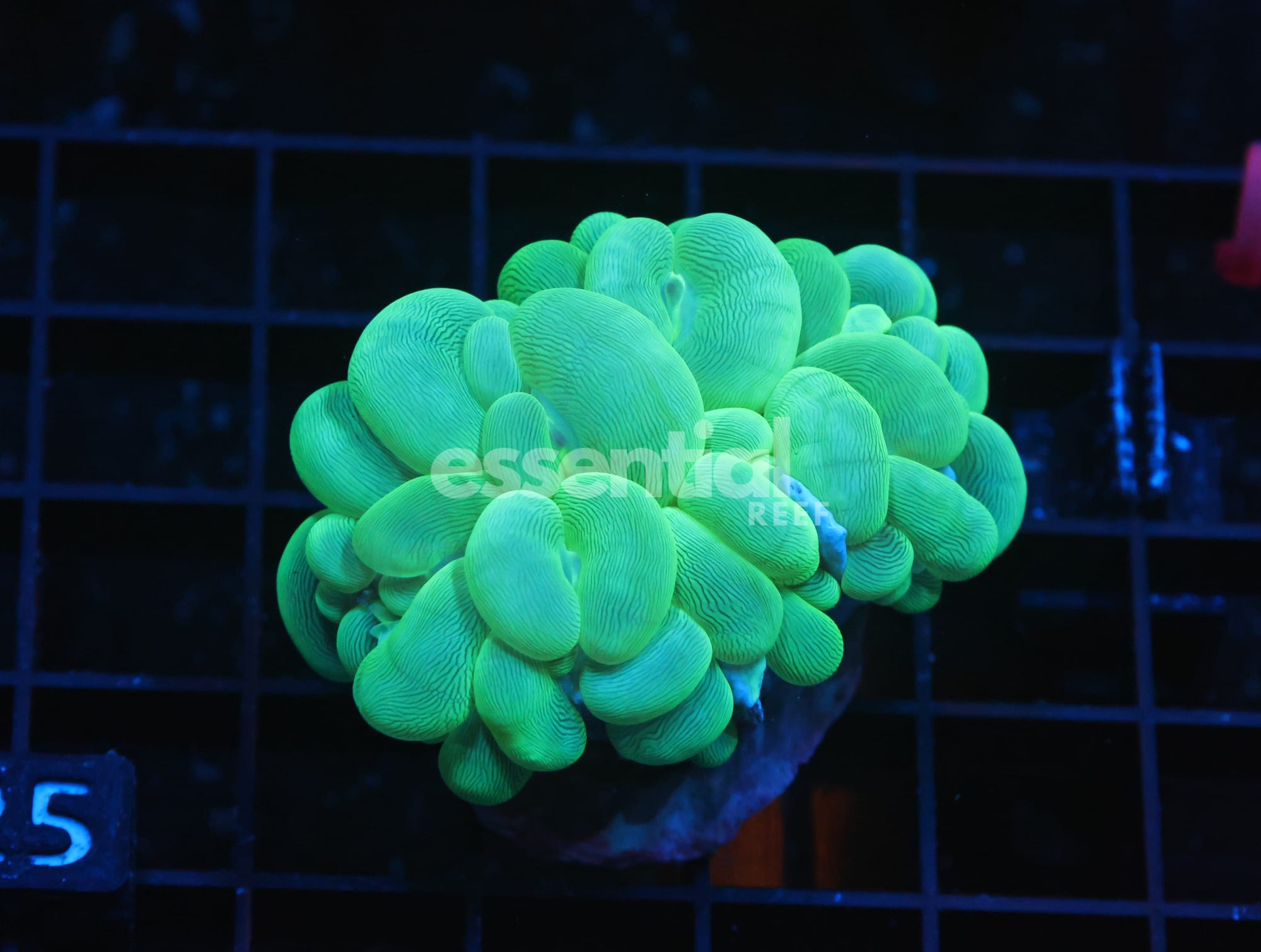 Watermarked - H25 - Indo Radioactive Bubble Coral