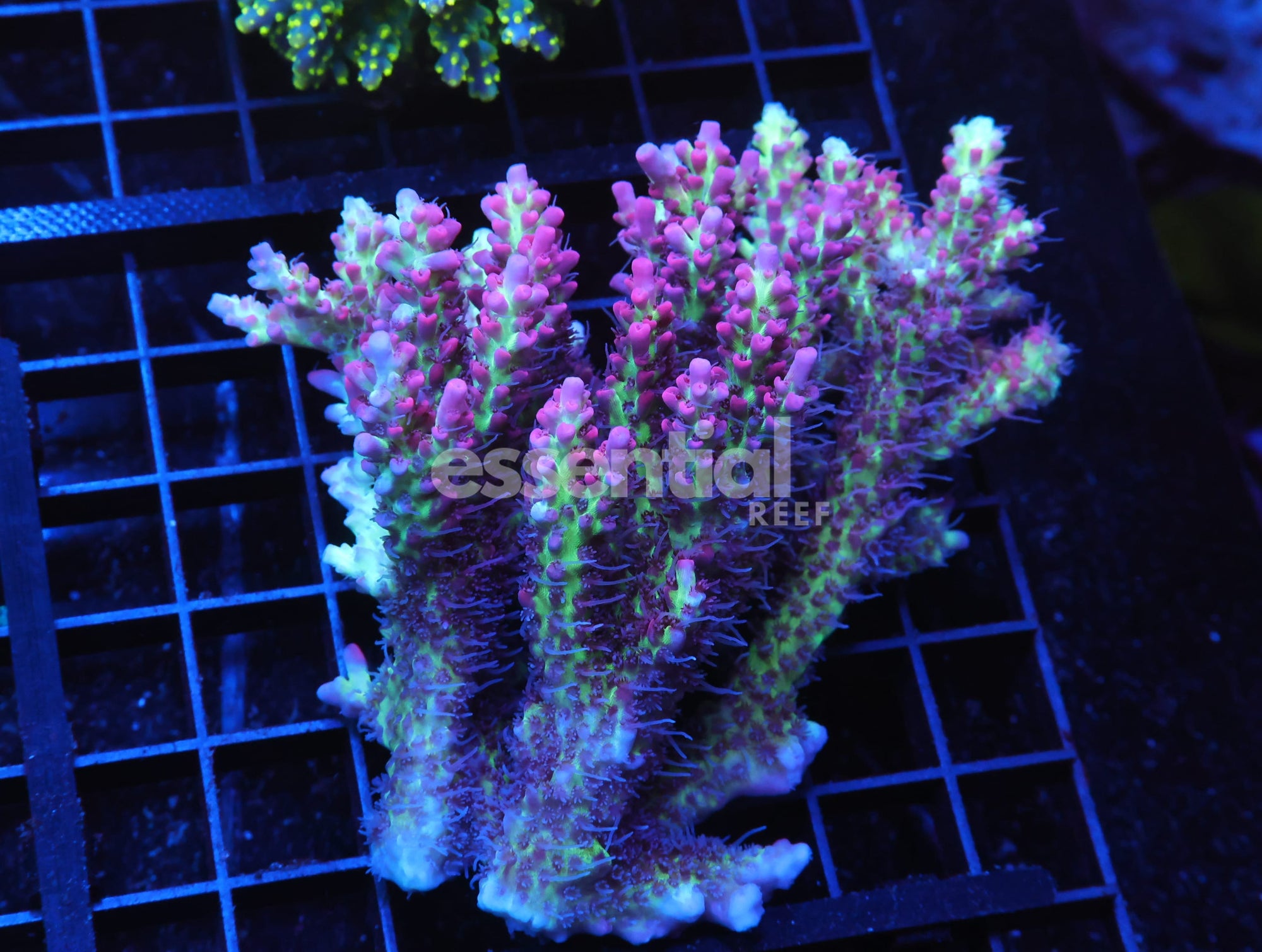 Watermarked - E36 - AUSSIE ACRO STRAWBERRY SHORTCAKE
