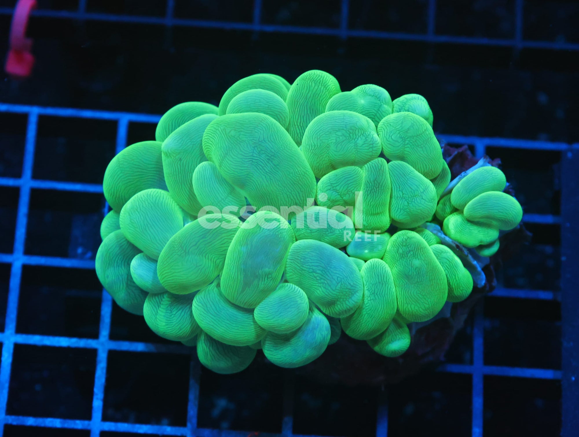Watermarked - H30 - Indo Radioactive Bubble Coral