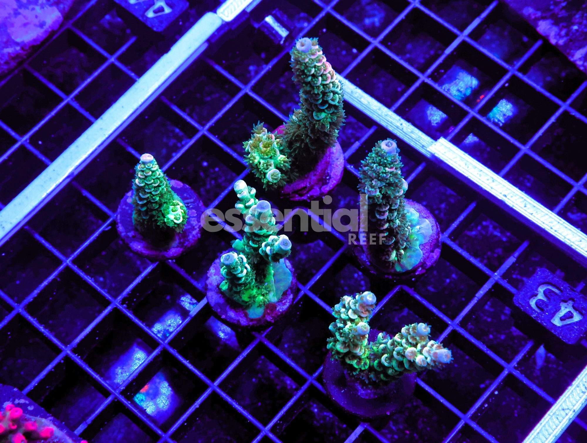 Watermarked - E43 - 5PK Indo Acro Premium Tenuis Cultured Conditioned