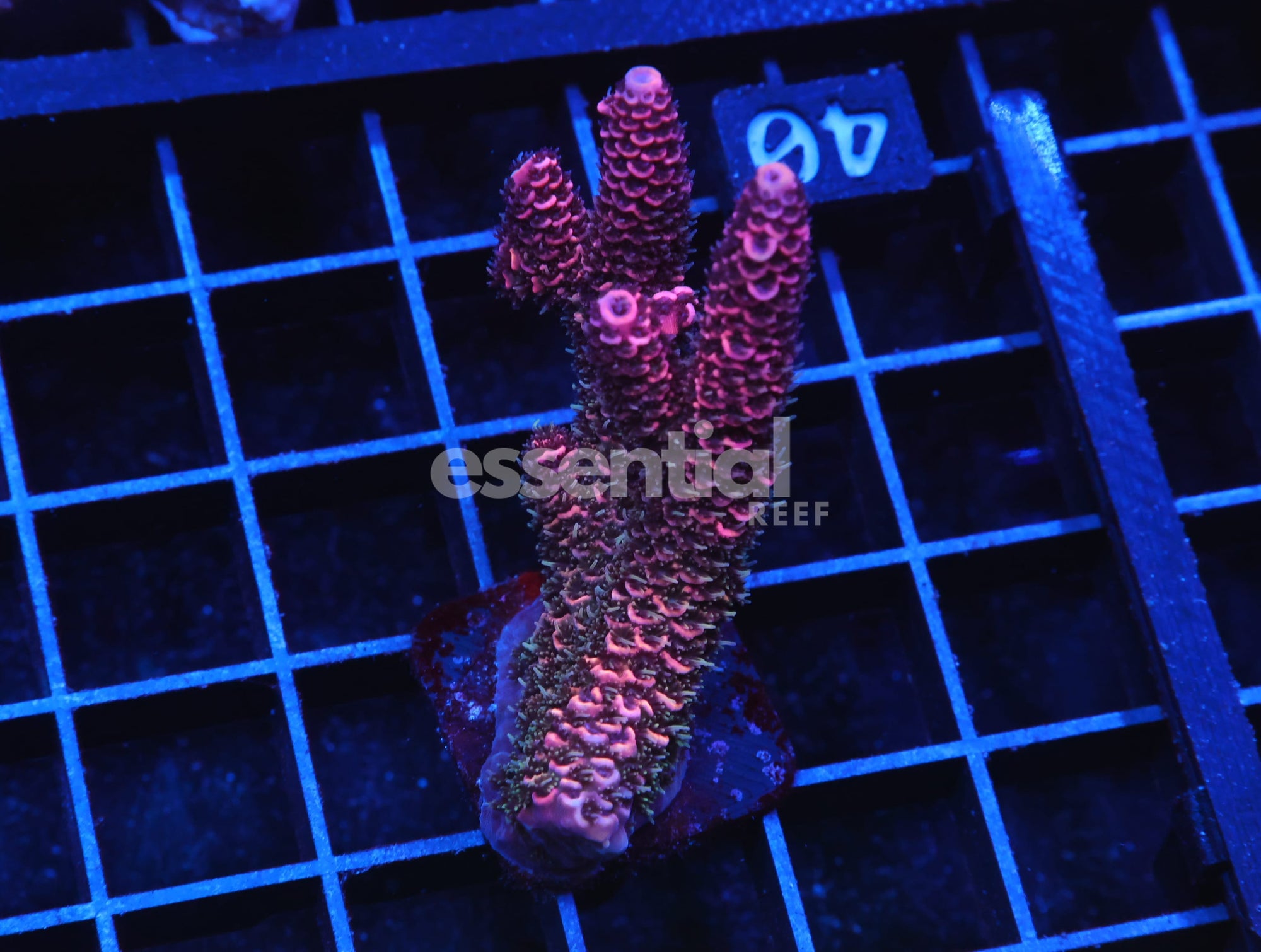 Watermarked - E40 - INDO ACRO RASPBERRY MILLE CULTURED