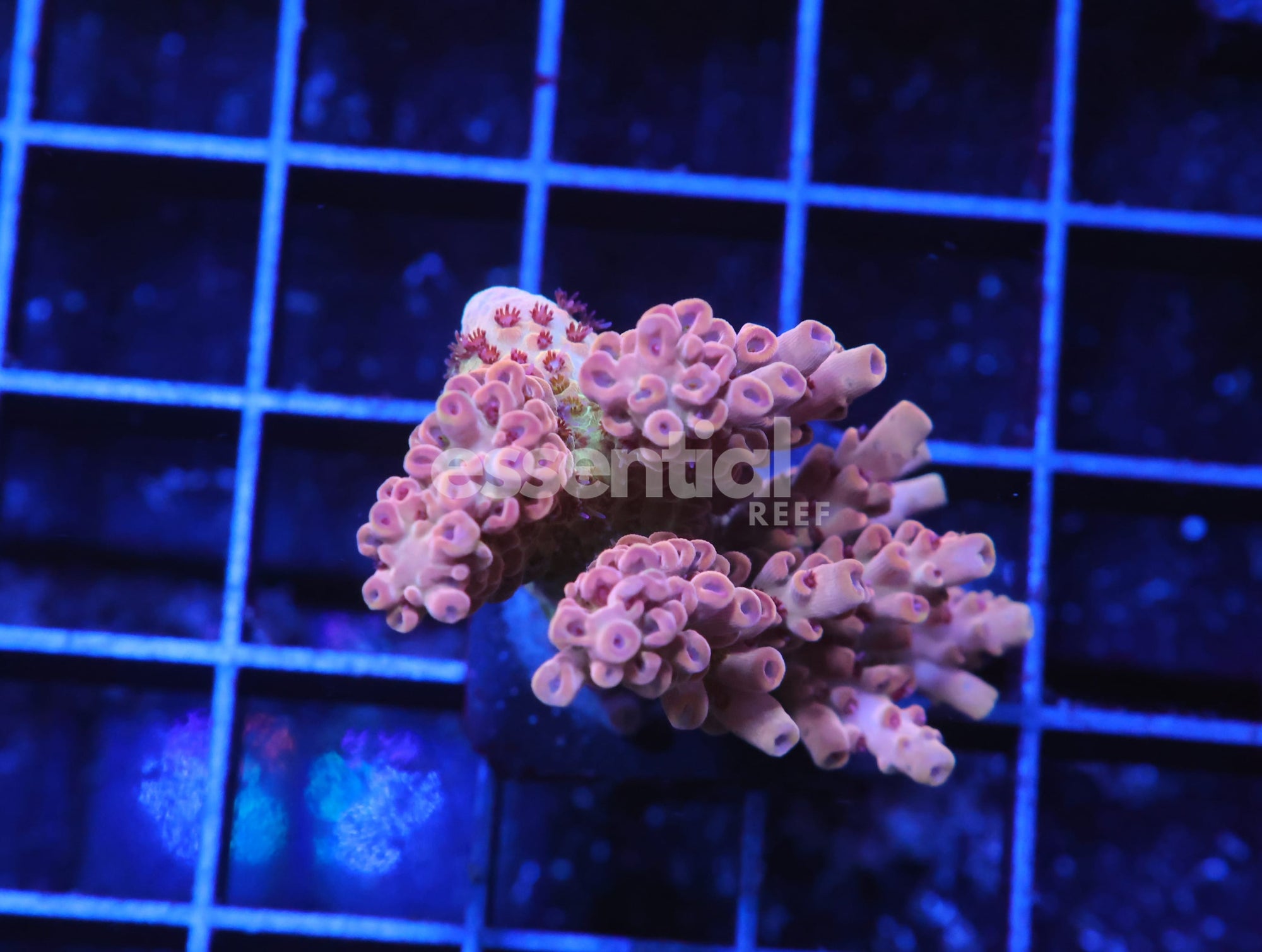 Watermarked - E41 - INDO ACRO PREMIUM CULTURED