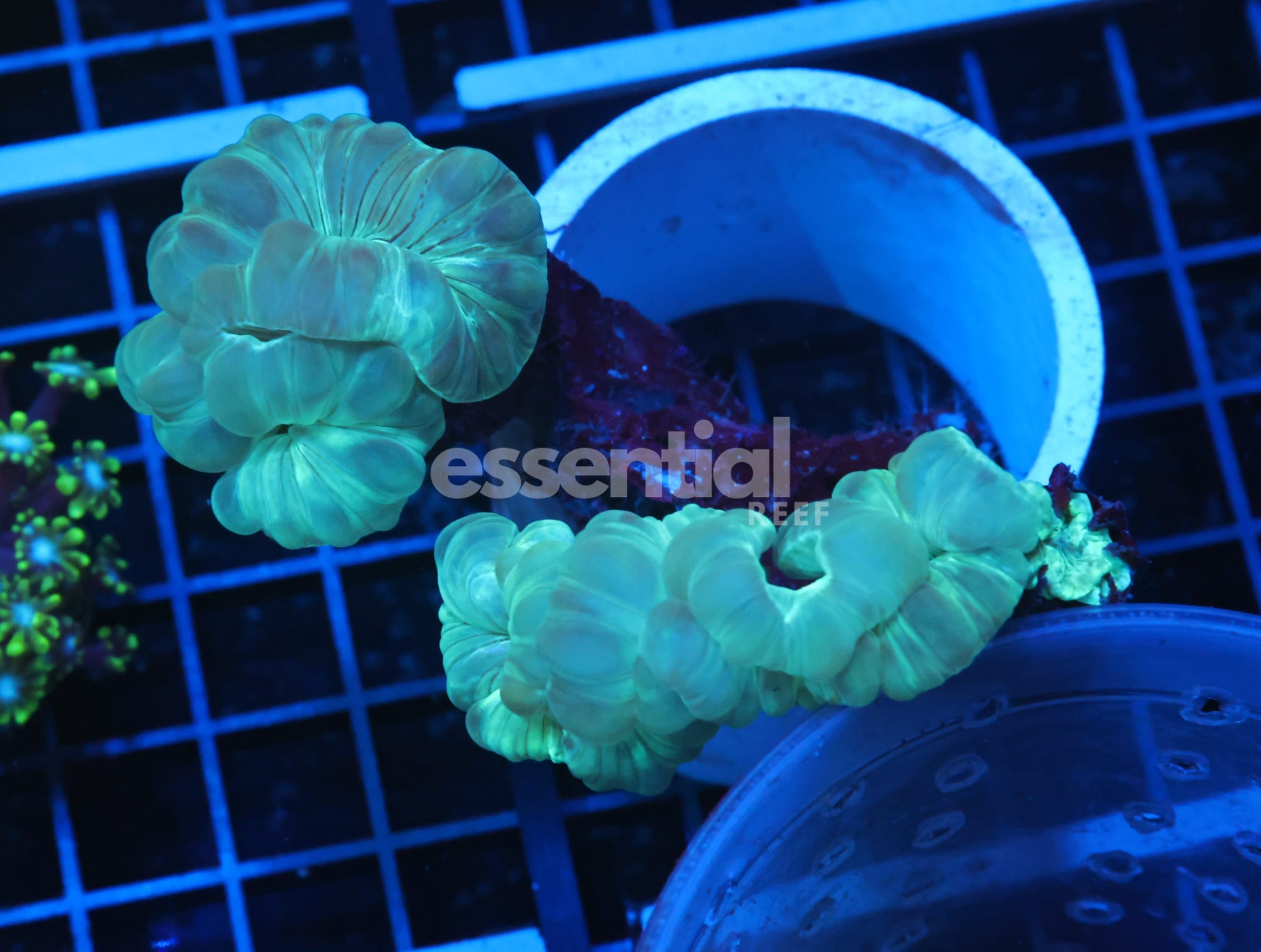 Watermarked - H37 - Indo Metallic Fox Coral
