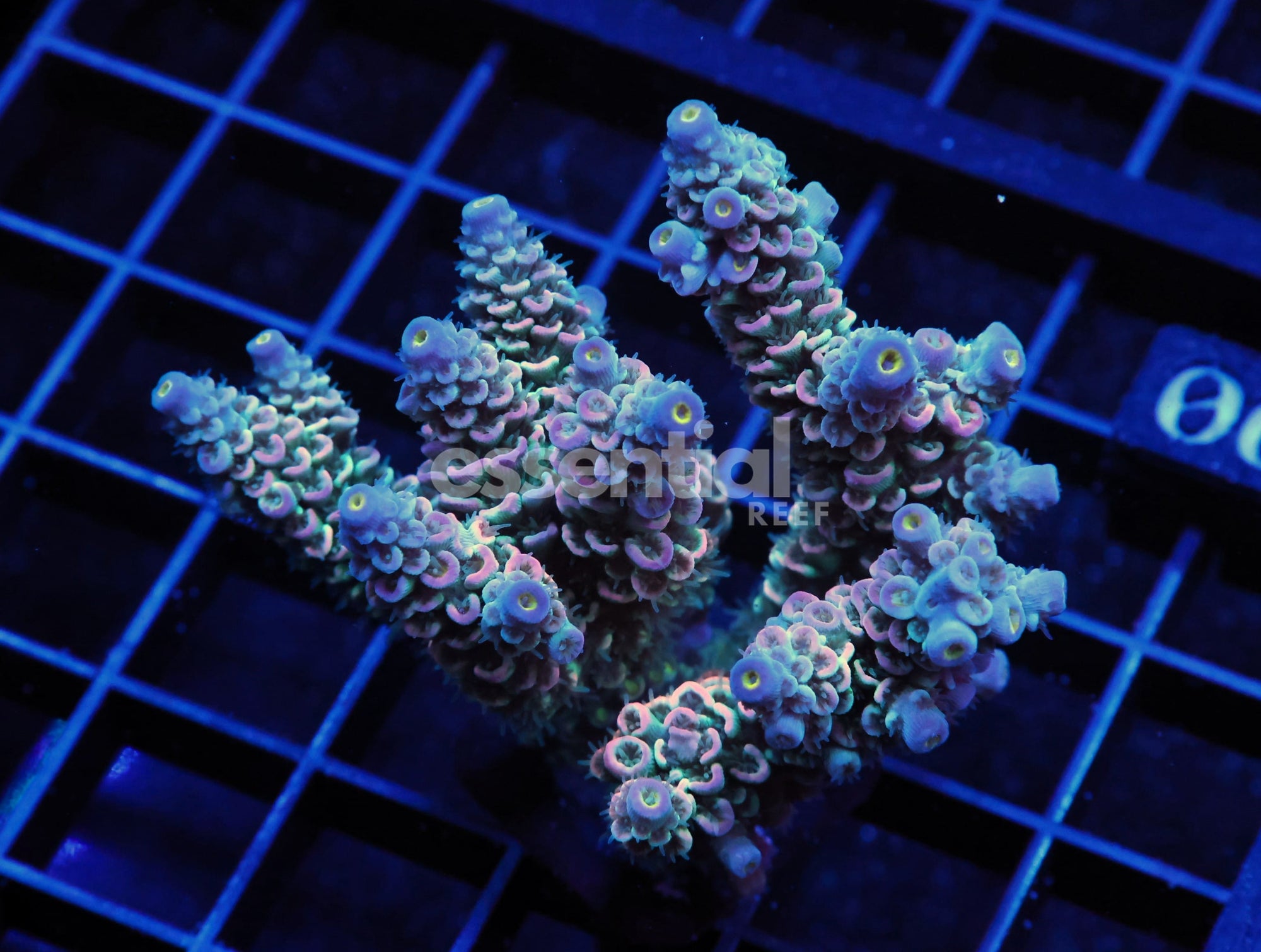Watermarked - E90 - Indo Acro Rainbow Tenuis Cultured Conditioned