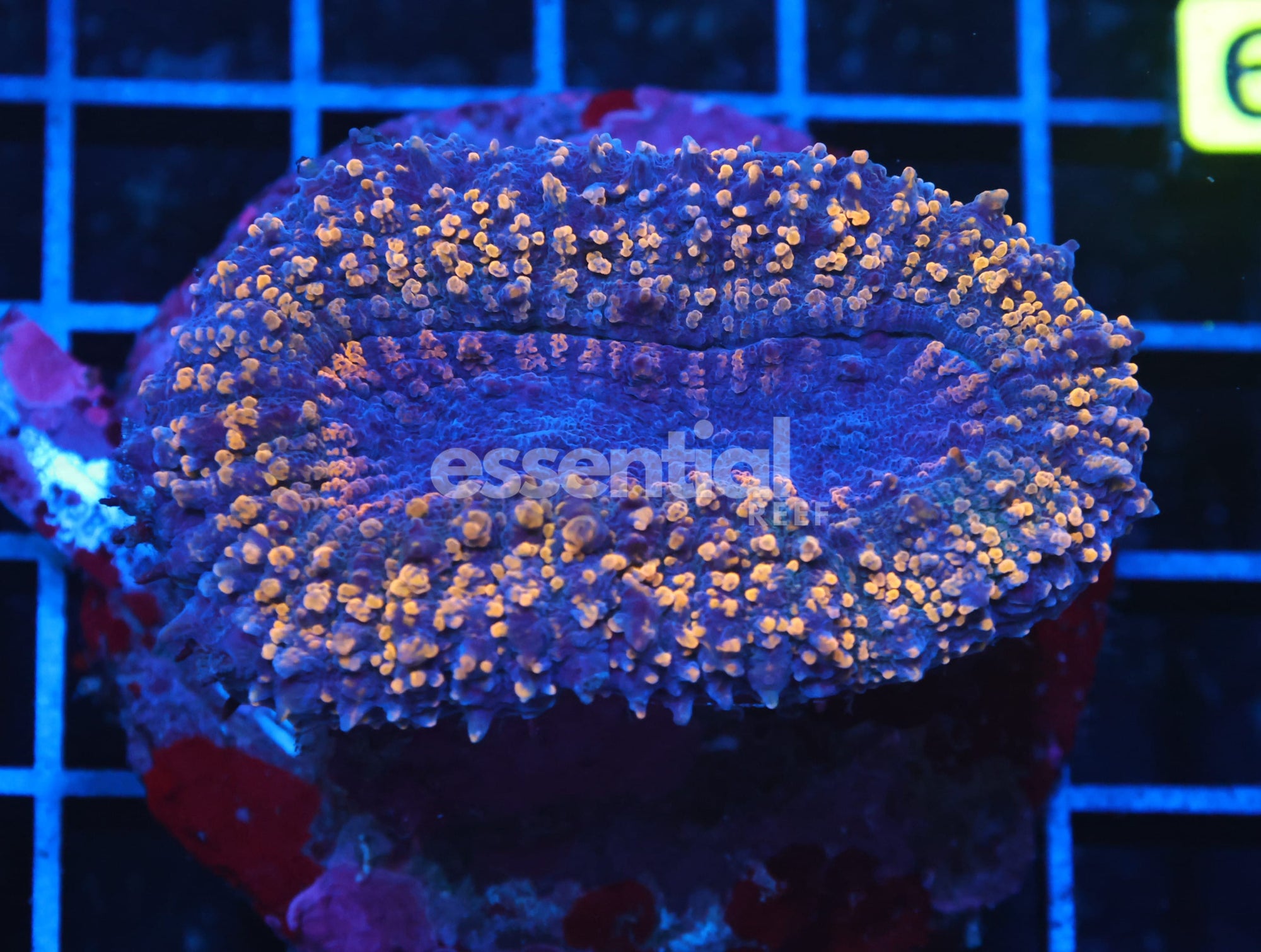 Watermarked - H39 - Indo Gold Carpet Lobo