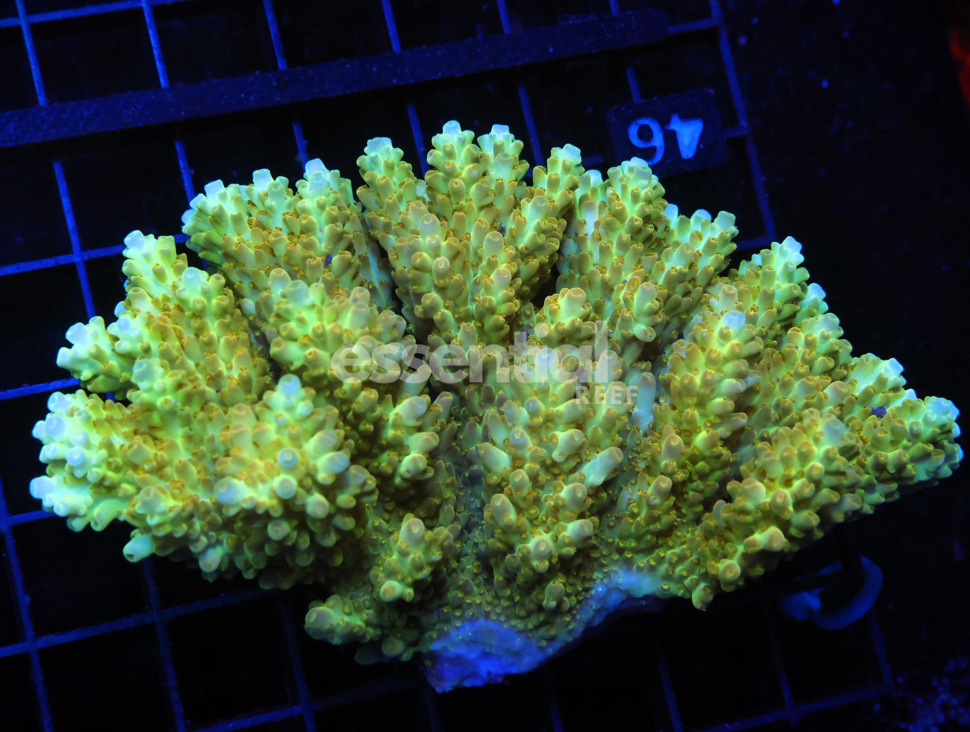 Watermarked - E46 - AUSSIE ACRO PREMIUM