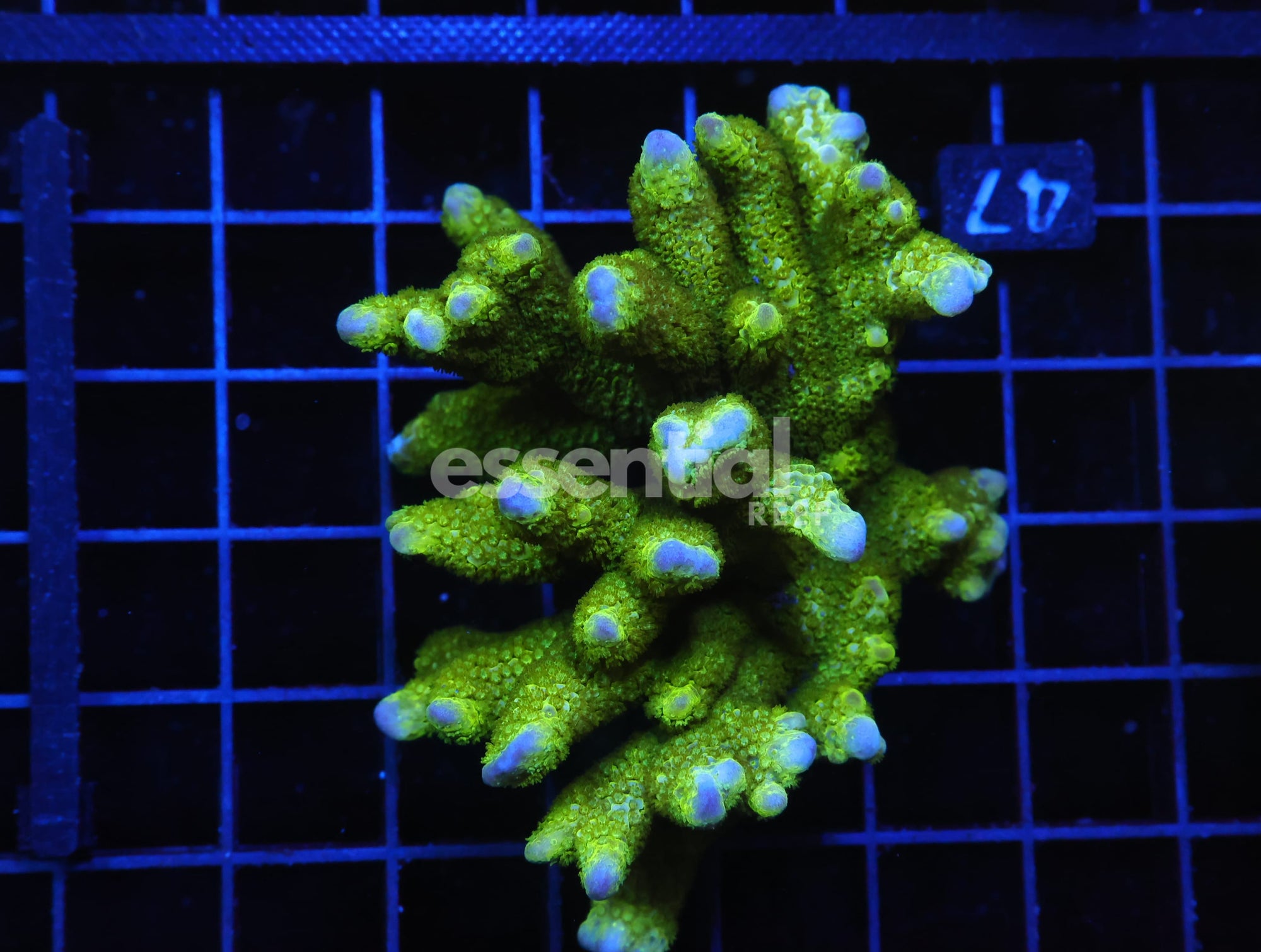 Watermarked - E47 - SDC BLACK FOREST MONTIPORA DIGI XL COLONY