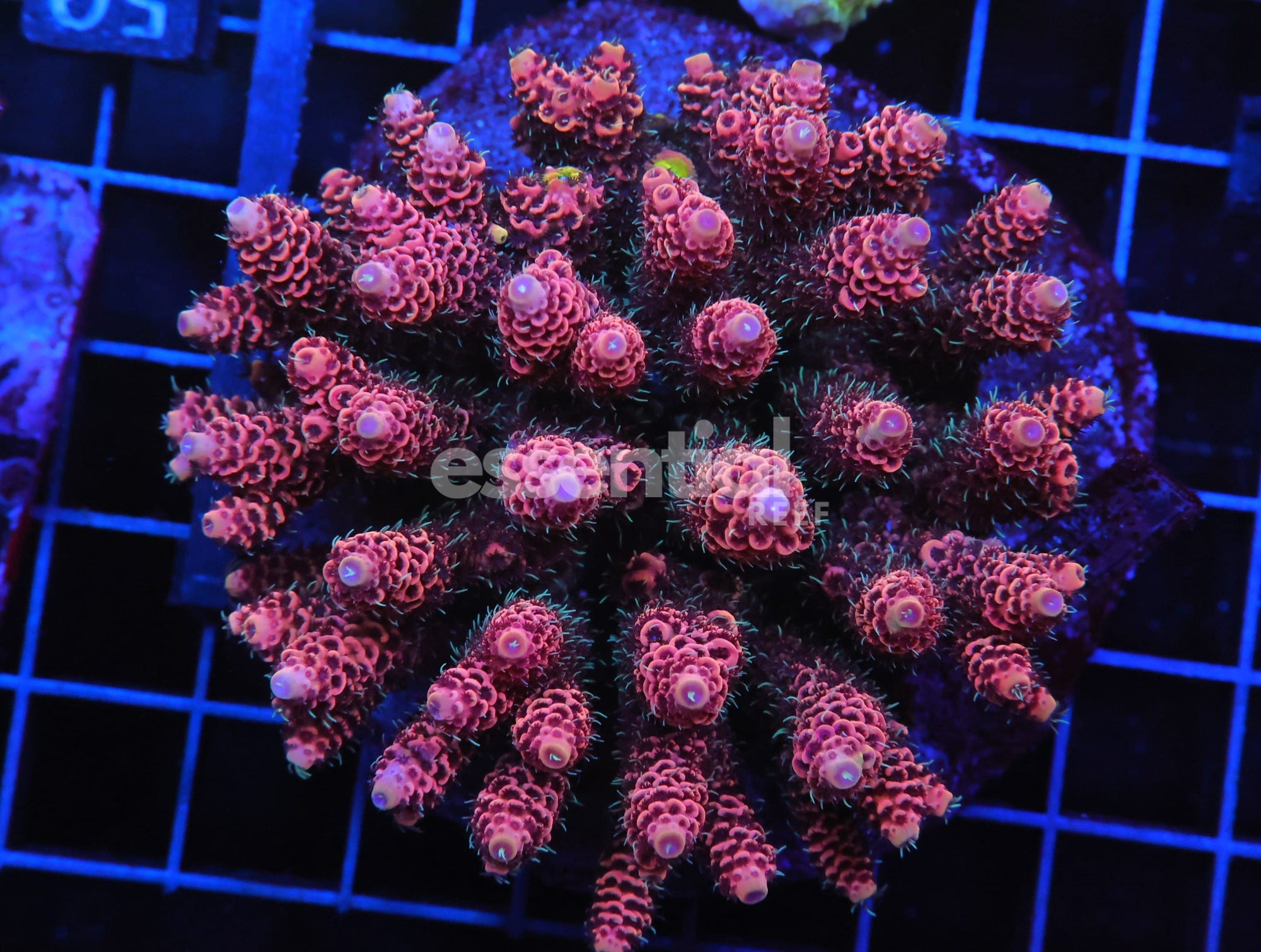 Watermarked - E49 - INDO ACRO BURNING EMBER MILLE CULTURED