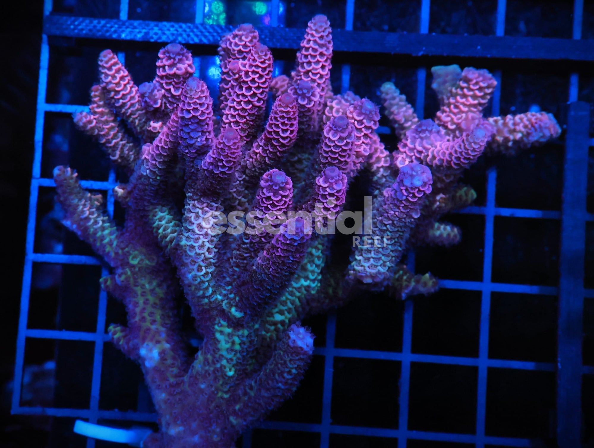 Watermarked - E51 - AUSSIE ACRO PINK GREEN SPATHULATA