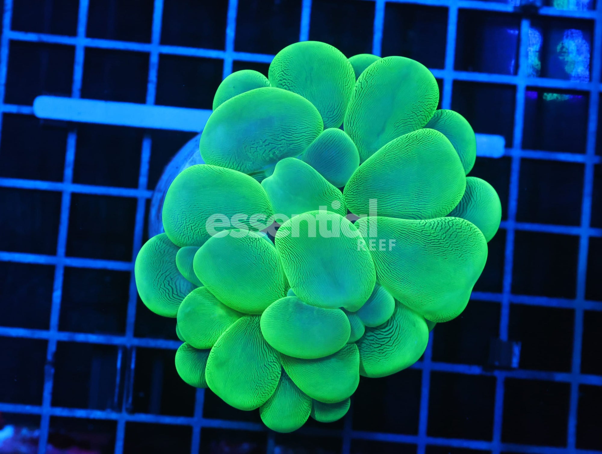 Watermarked - H50 - Indo Radioactive Bubble Coral