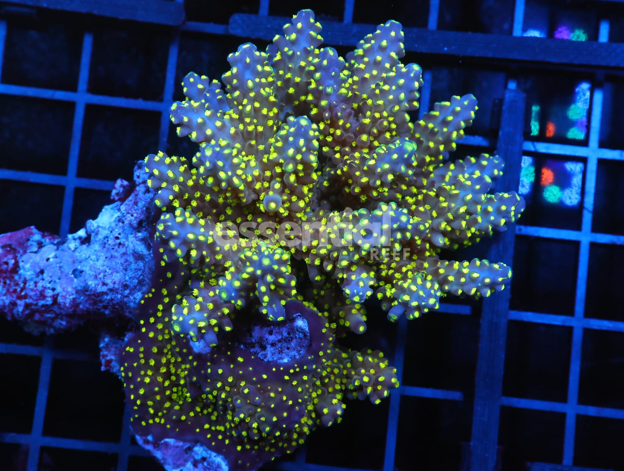 Watermarked - E53 - FIJI ACRO PREMIUM