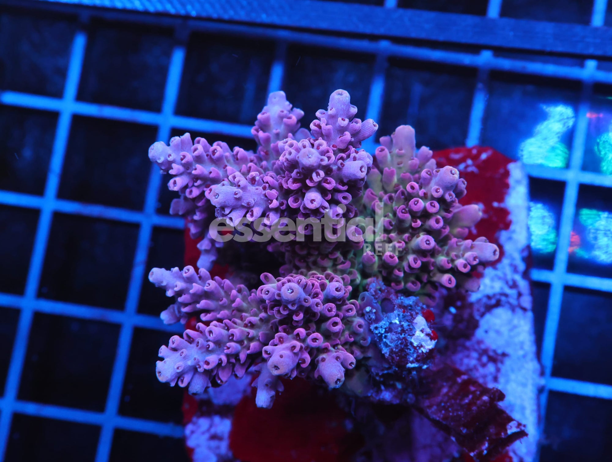 Watermarked - E54 - INDO ACRO PREMIUM CULTURED