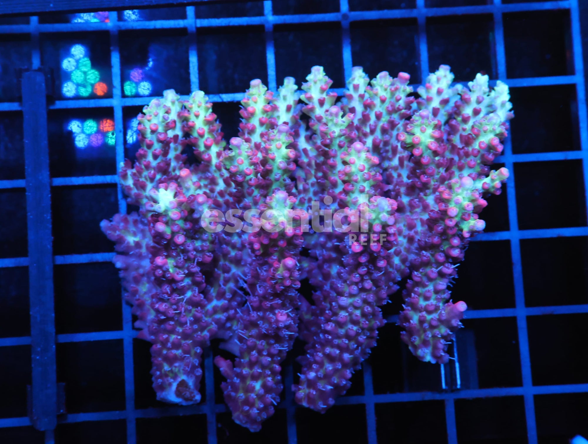 Watermarked - E55 - AUSSIE ACRO STRAWBERRY SHORTCAKE