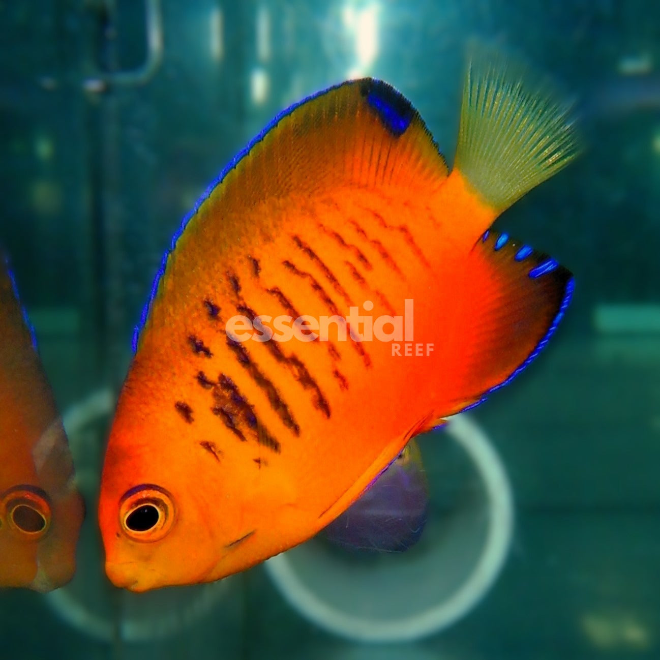 Watermarked - F01 - Shepardi Angel