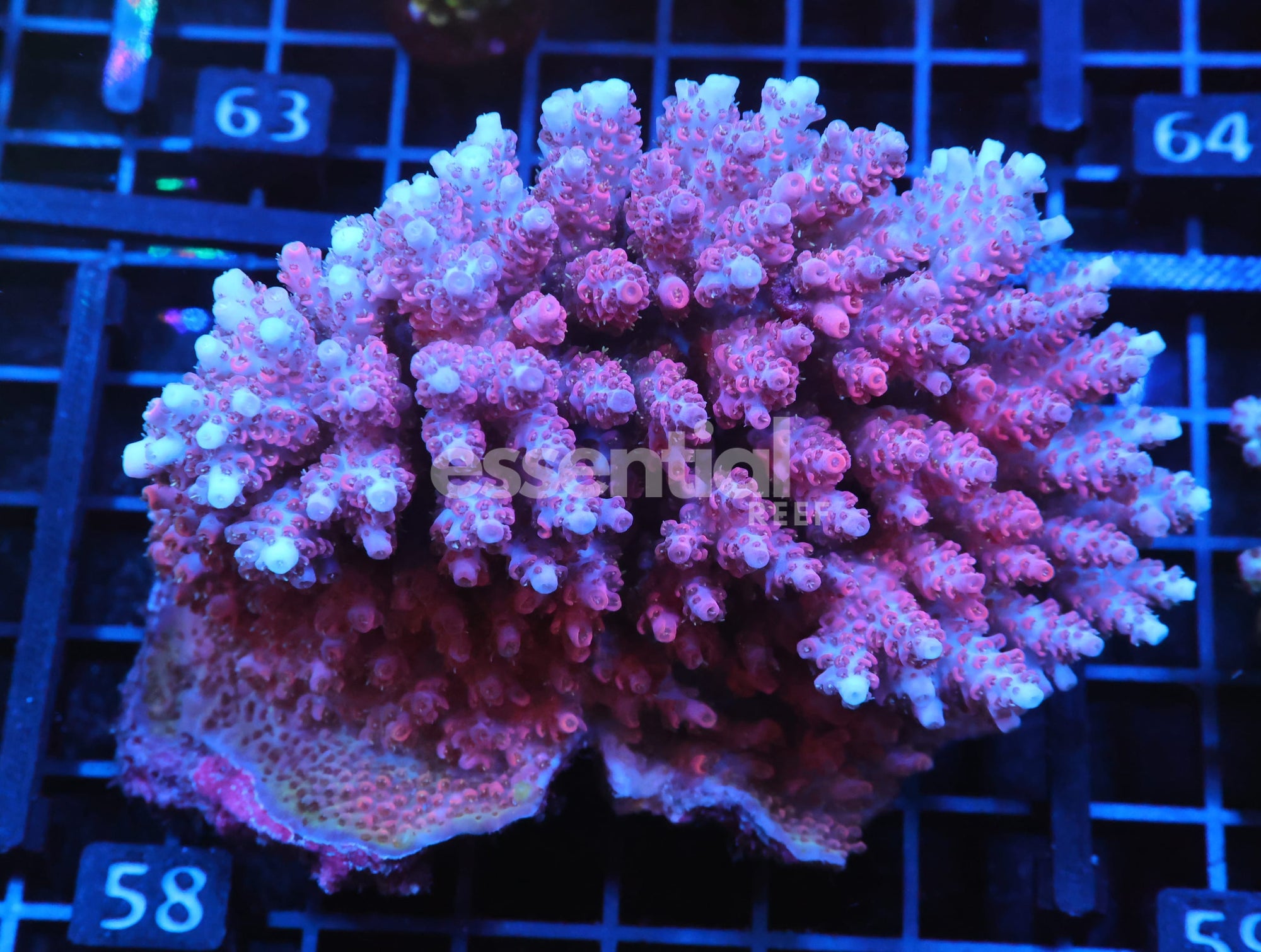 Watermarked - E58 - AUSSIE ACRO PINK TABLE