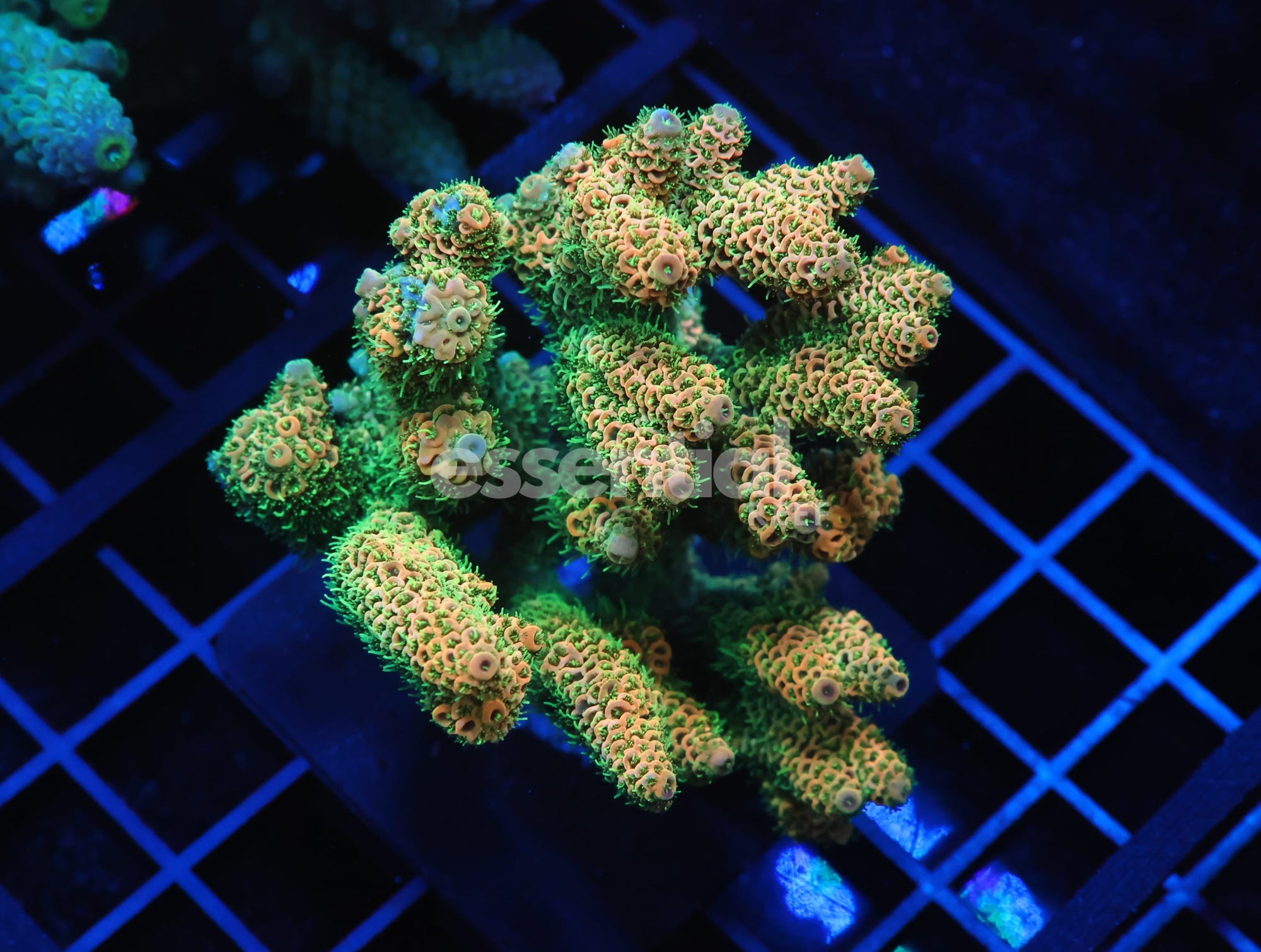 Watermarked - E60 - INDO ACRO ORANGE CRUSH MILLE CULTURED