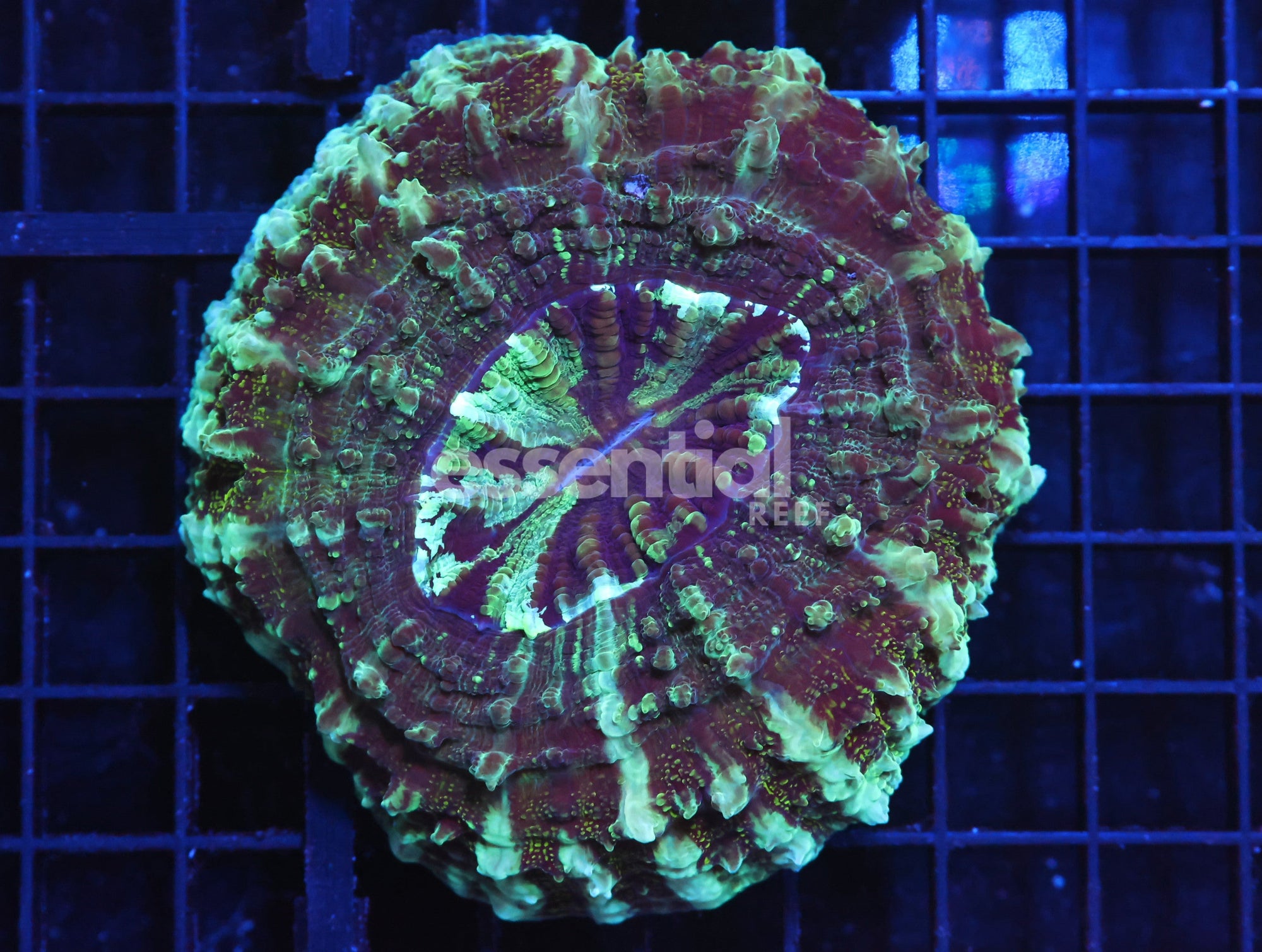 Watermarked - H02 - AUSSIE CORC EYE ACANTHOPHYLLIA