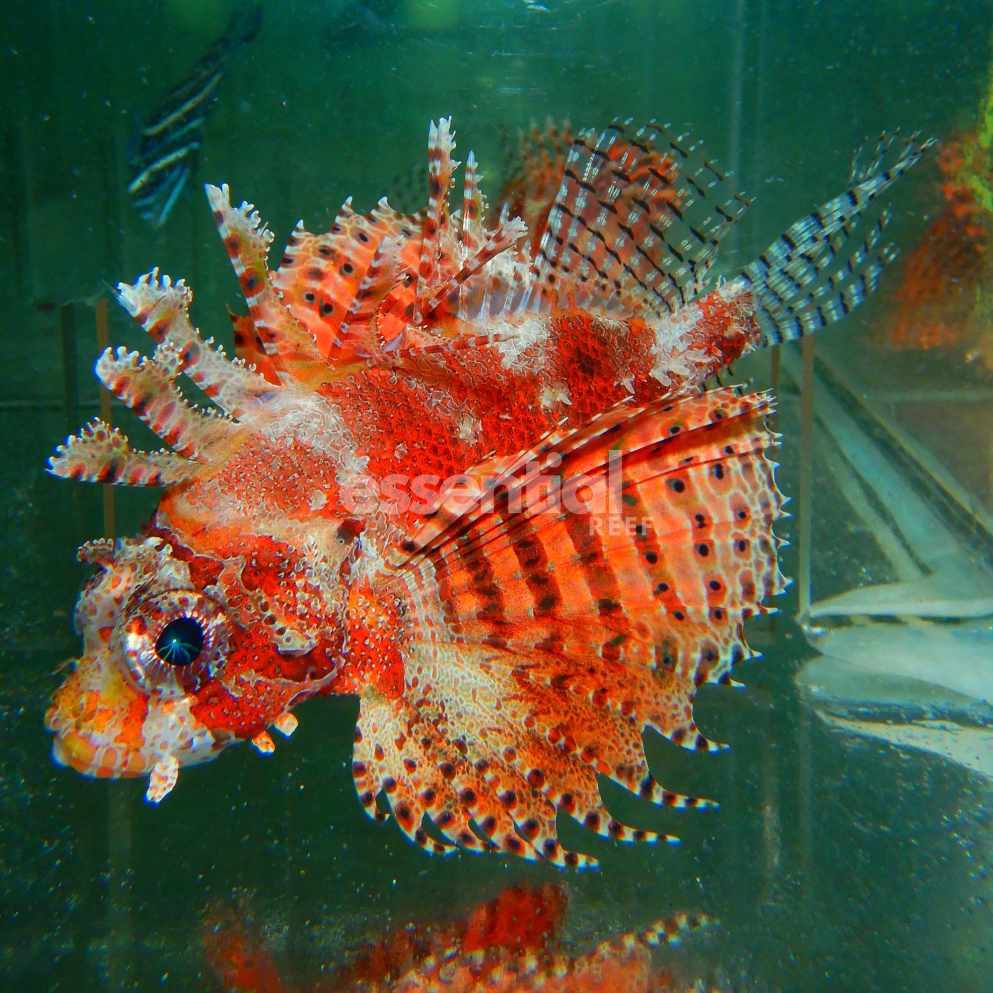 Watermarked - F15 - Red Fuzzy Dwarf Lion 2.5 Inch
