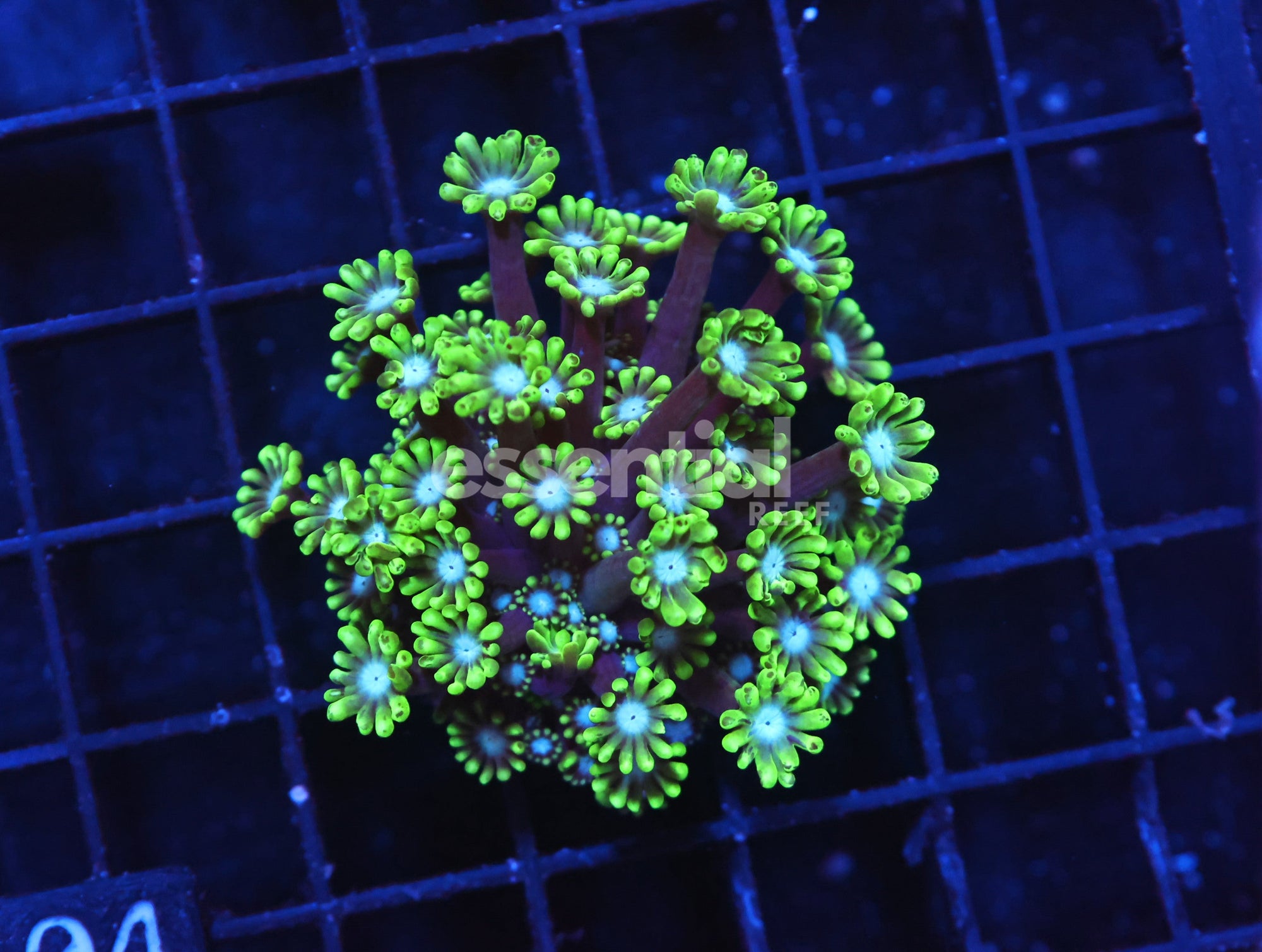 Watermarked - H04 - INDO METALLIC TIP ALVEOPORA