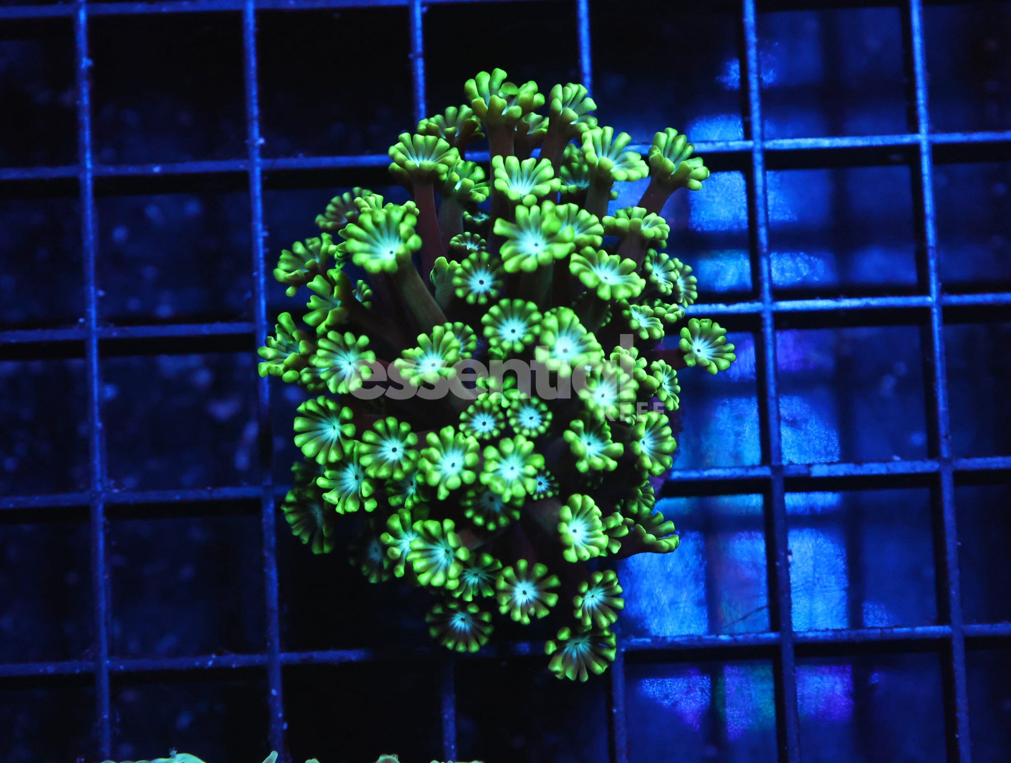 Watermarked - H07 - INDO METALLIC TIP ALVEOPORA