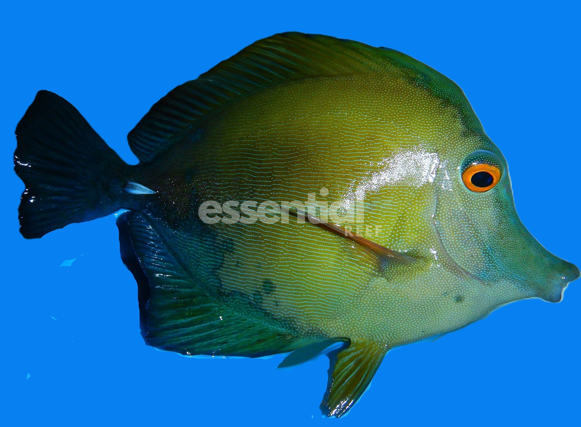 Watermarked - F07 - Koi Scopas Tang 5 to 6 inch