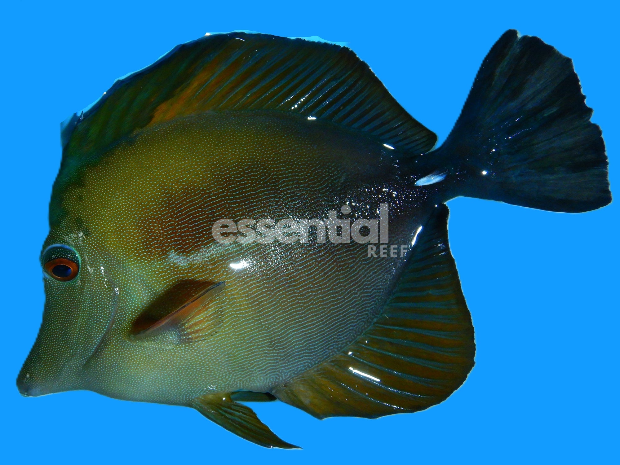 Watermarked - F08 - Koi Scopas Tang 5 to 6 inch