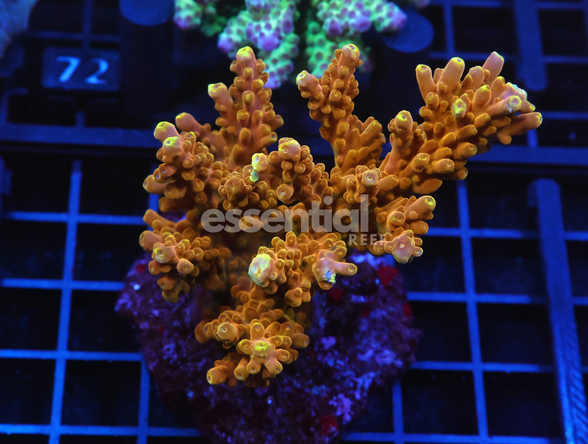 Watermarked - E67 - INDO ACRO GOLD RUSH CULTURED