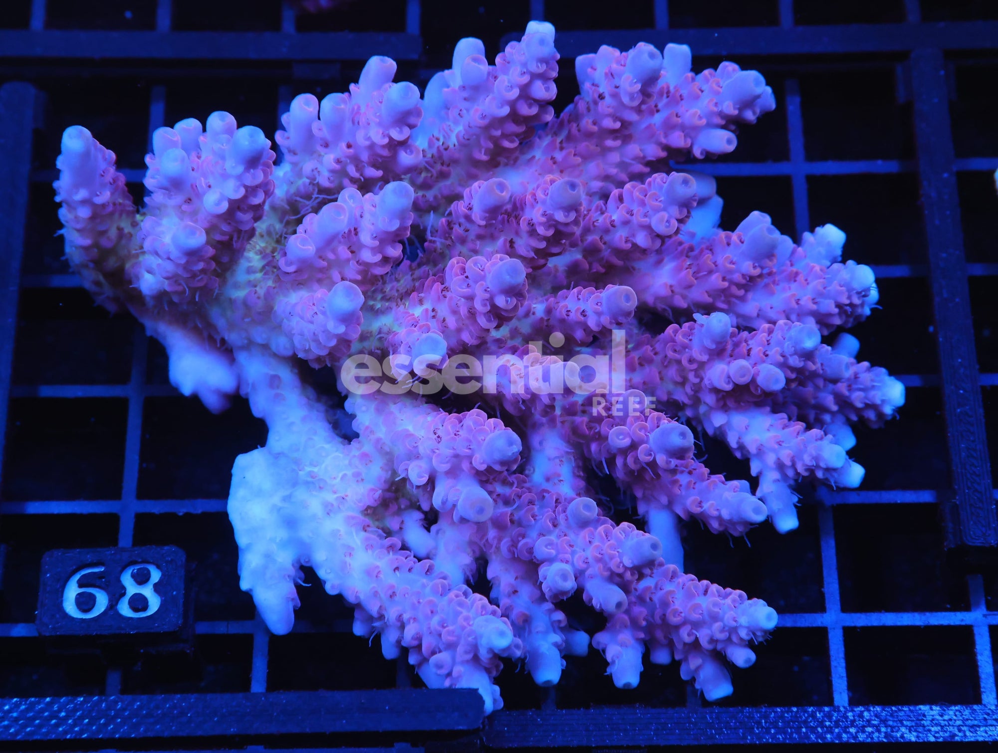 Watermarked - E68 - AUSSIE ACRO FUEGO