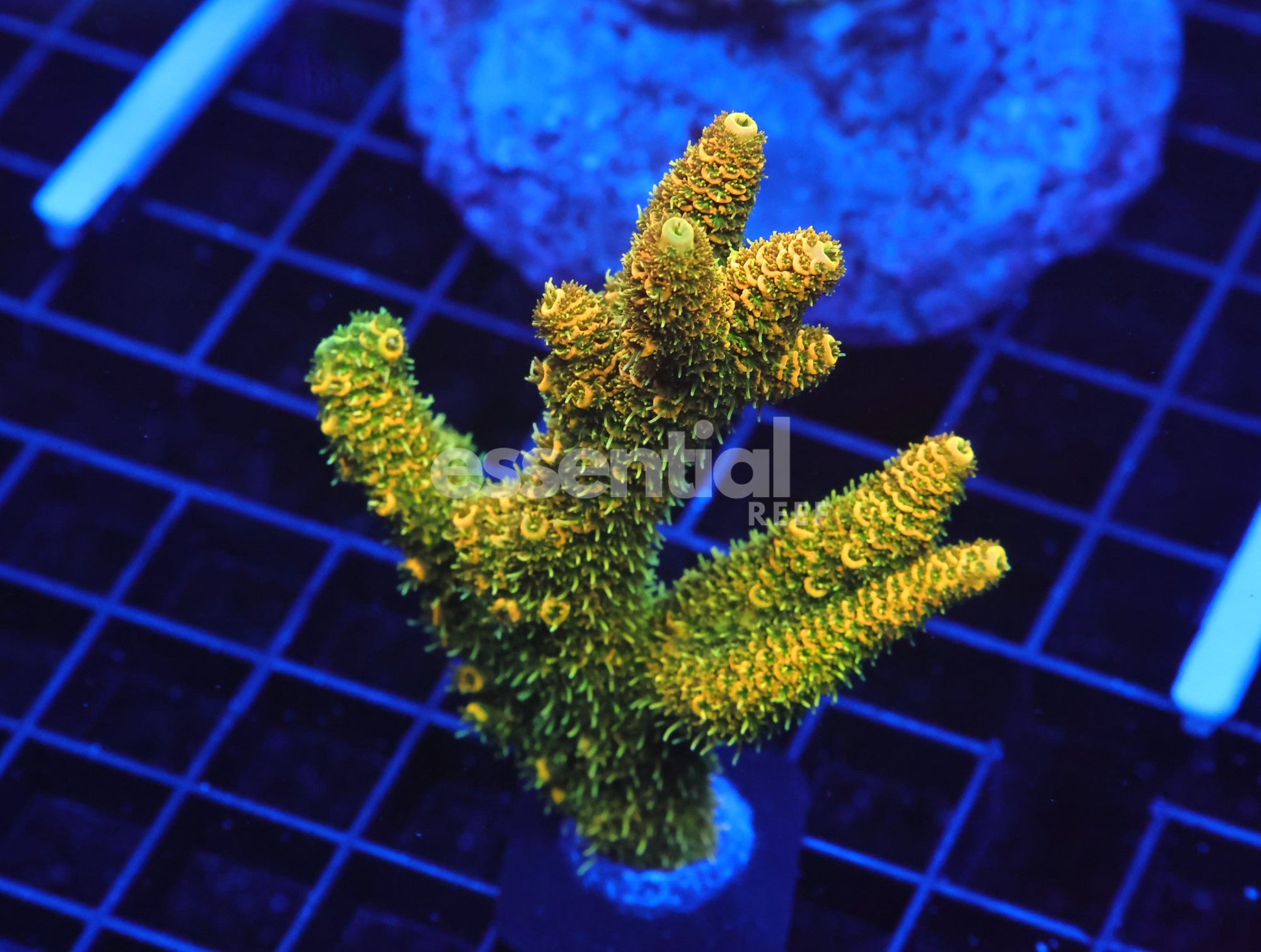 Watermarked - E72 - SDC Fuzzy Navel Acro Mini Colony