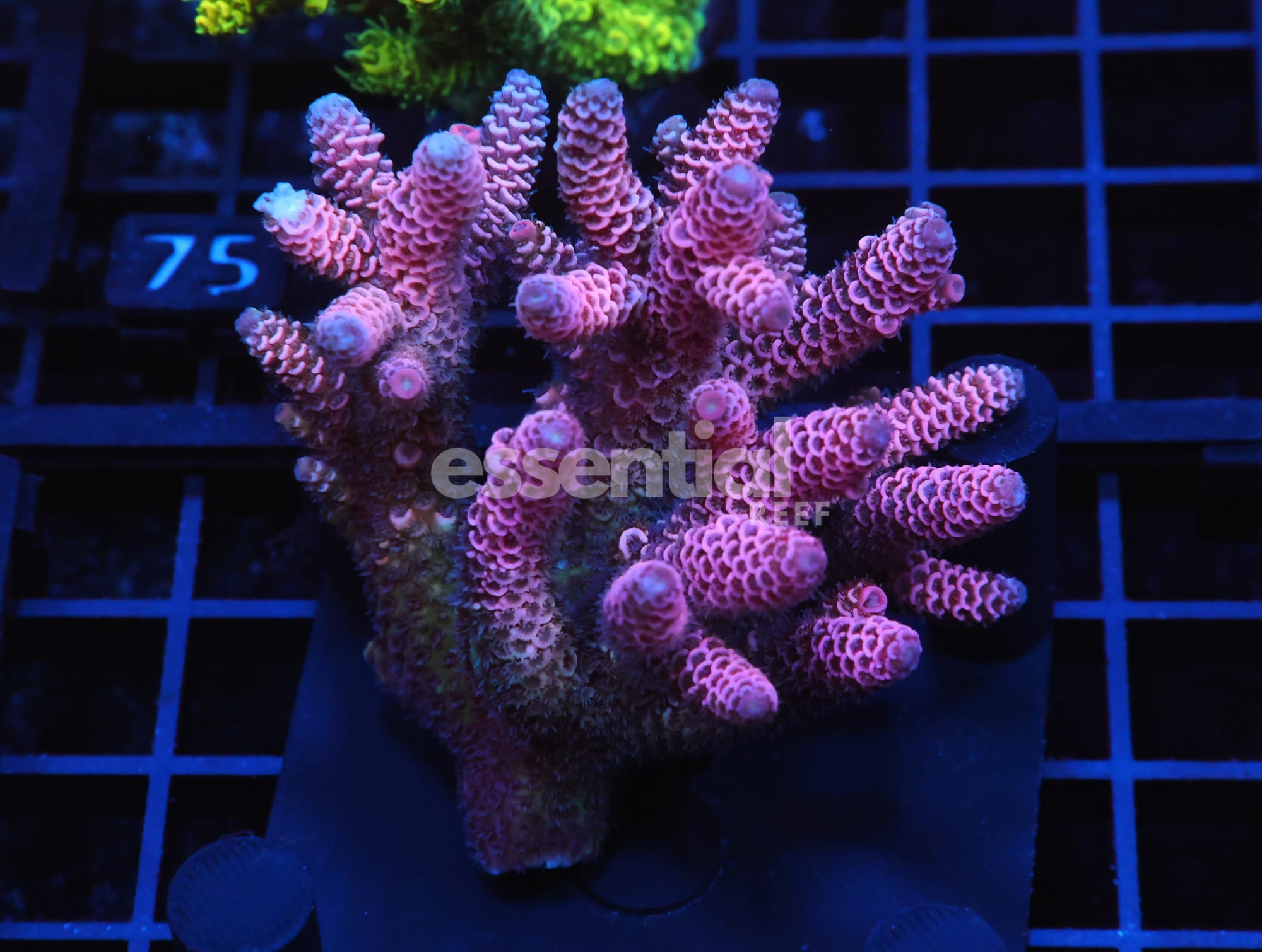 Watermarked - E70 - AUSSIE ACRO PINK MILLE
