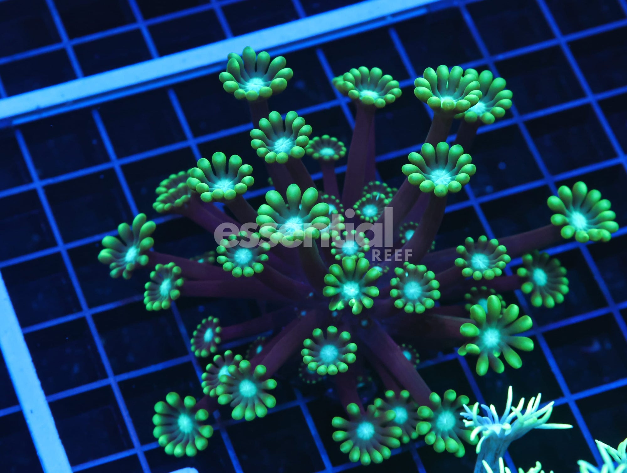 Watermarked - H74 - Indo Metallic Tip Alveopora