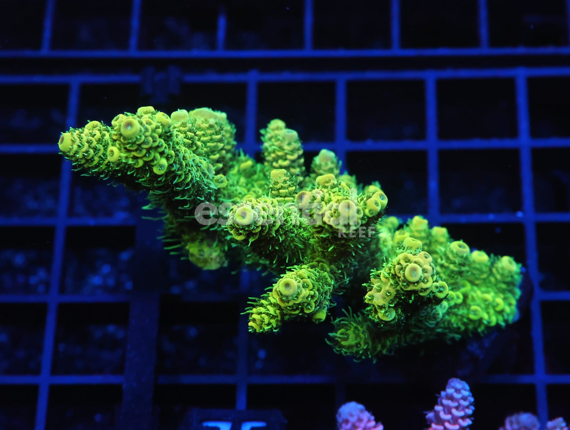 Watermarked - E75 - INDO ACRO SUNRISE MILLE CULTURED