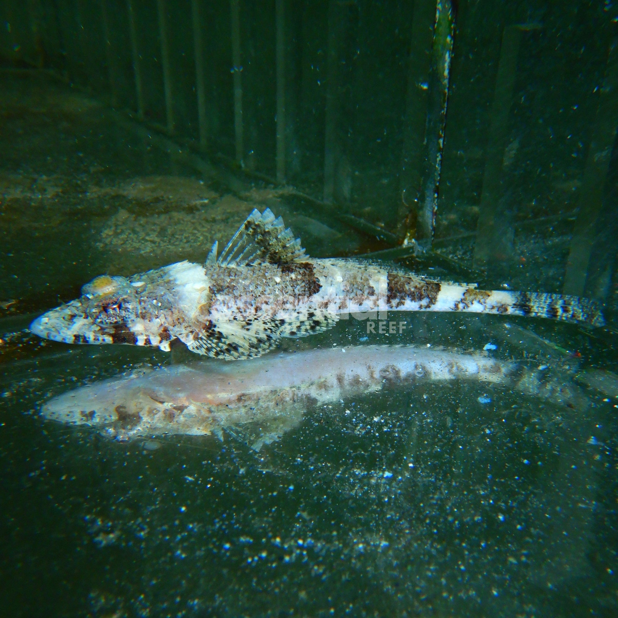 Watermarked - F23 - Crocodile FIsh 4 Inch