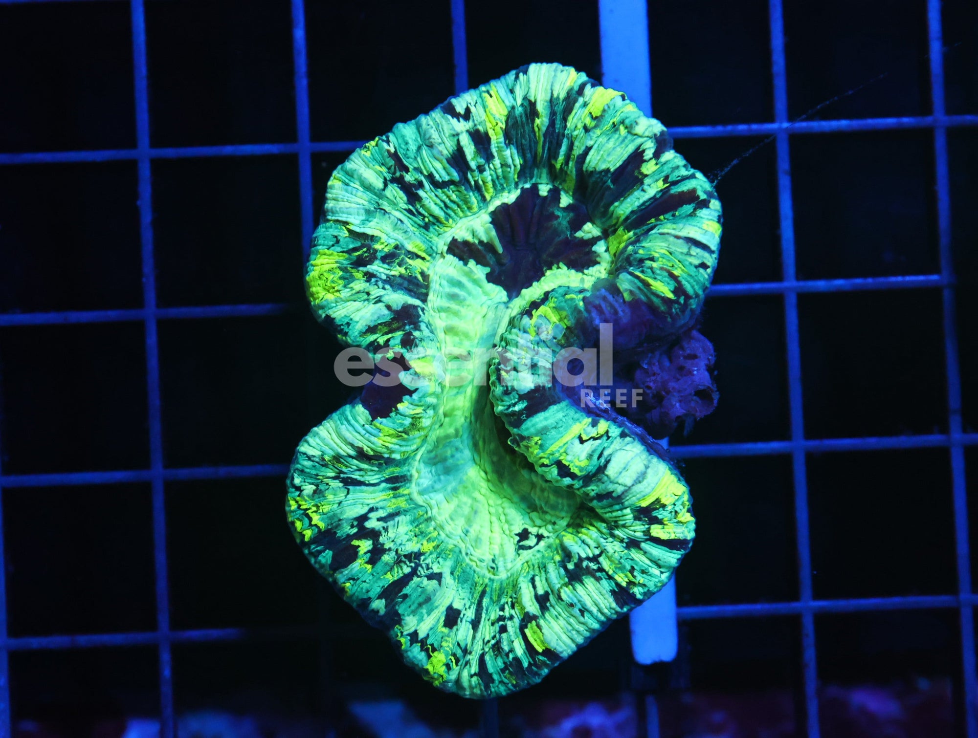 Watermarked - H01 - Mint Swirl Trachy