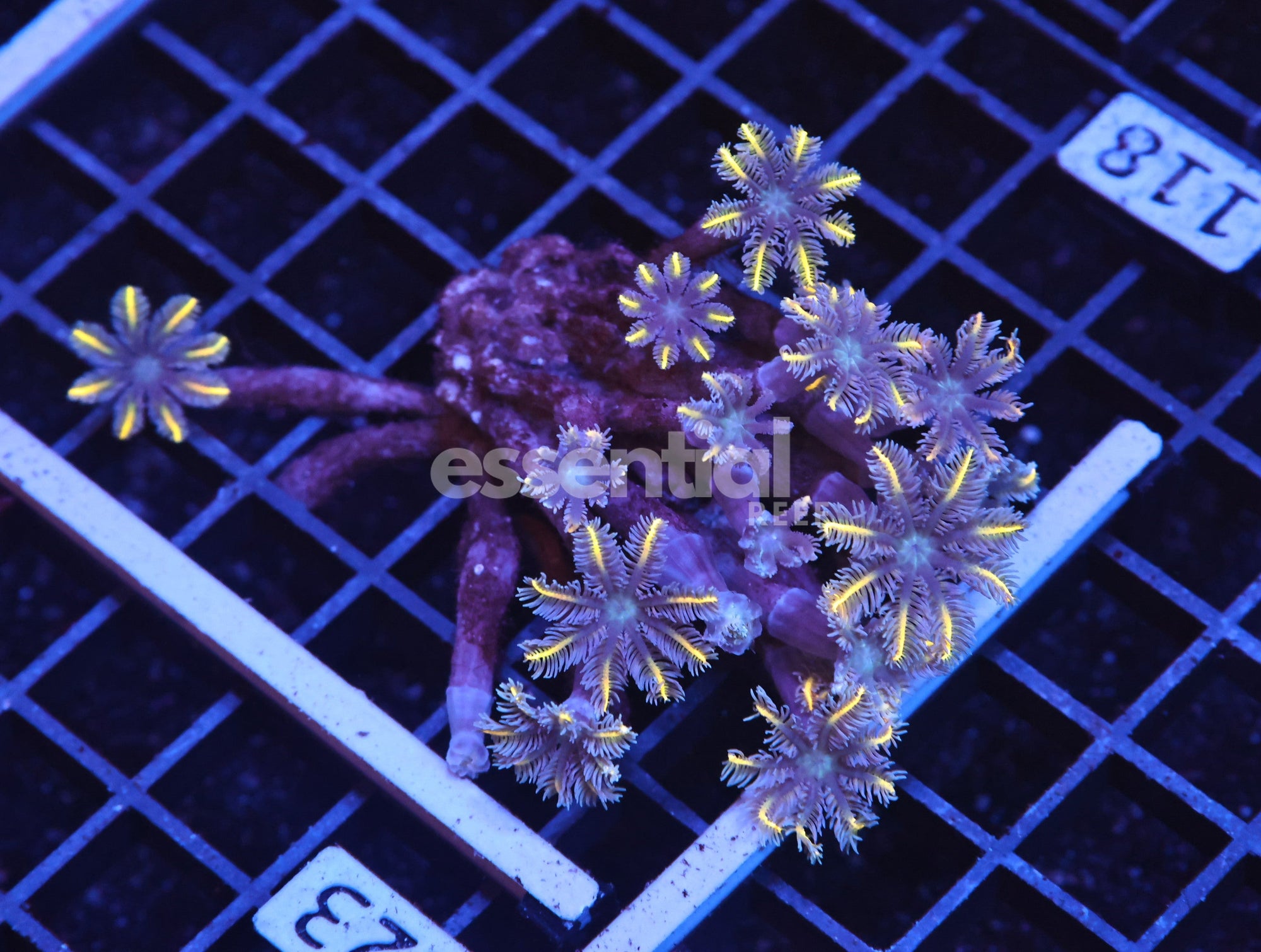 Watermarked - H118 - INDO GLOVE POLYP FIREWORKS