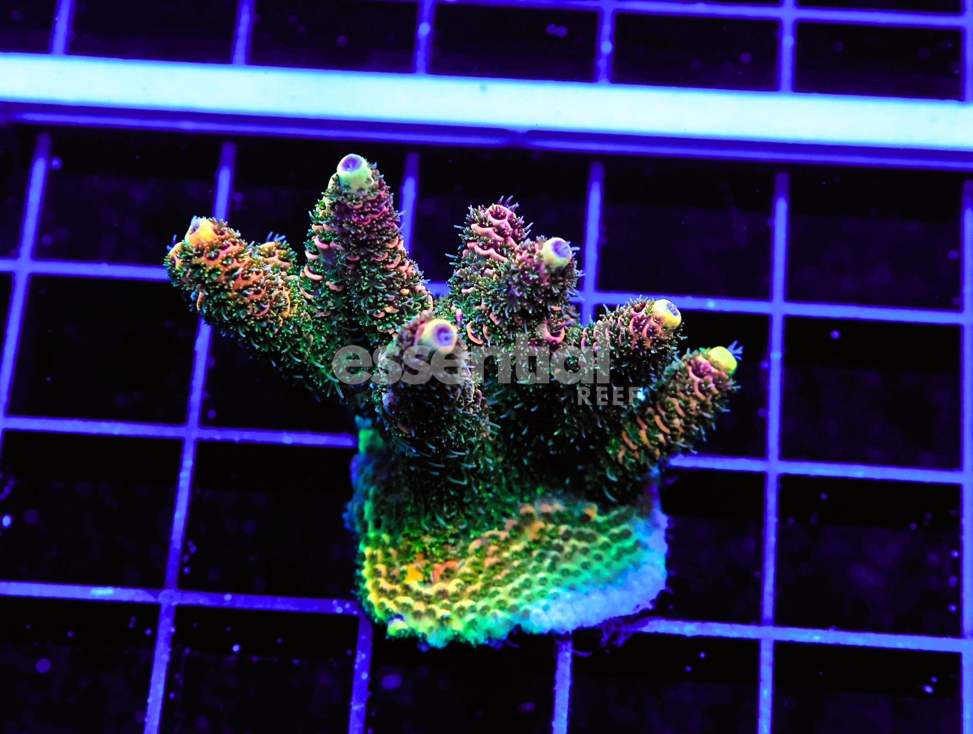 Watermarked - E81 - Indo Acro Premium Mille Cultured Conditioned