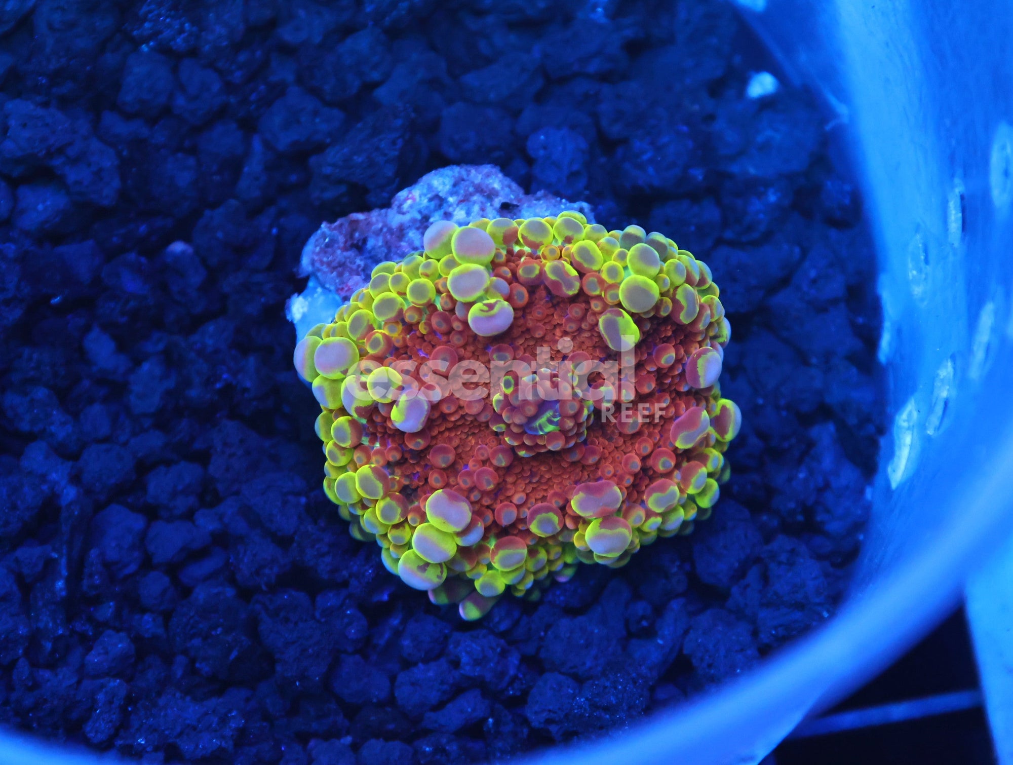 Watermarked - H102 - Passion Fruit Ricordea Mushroom