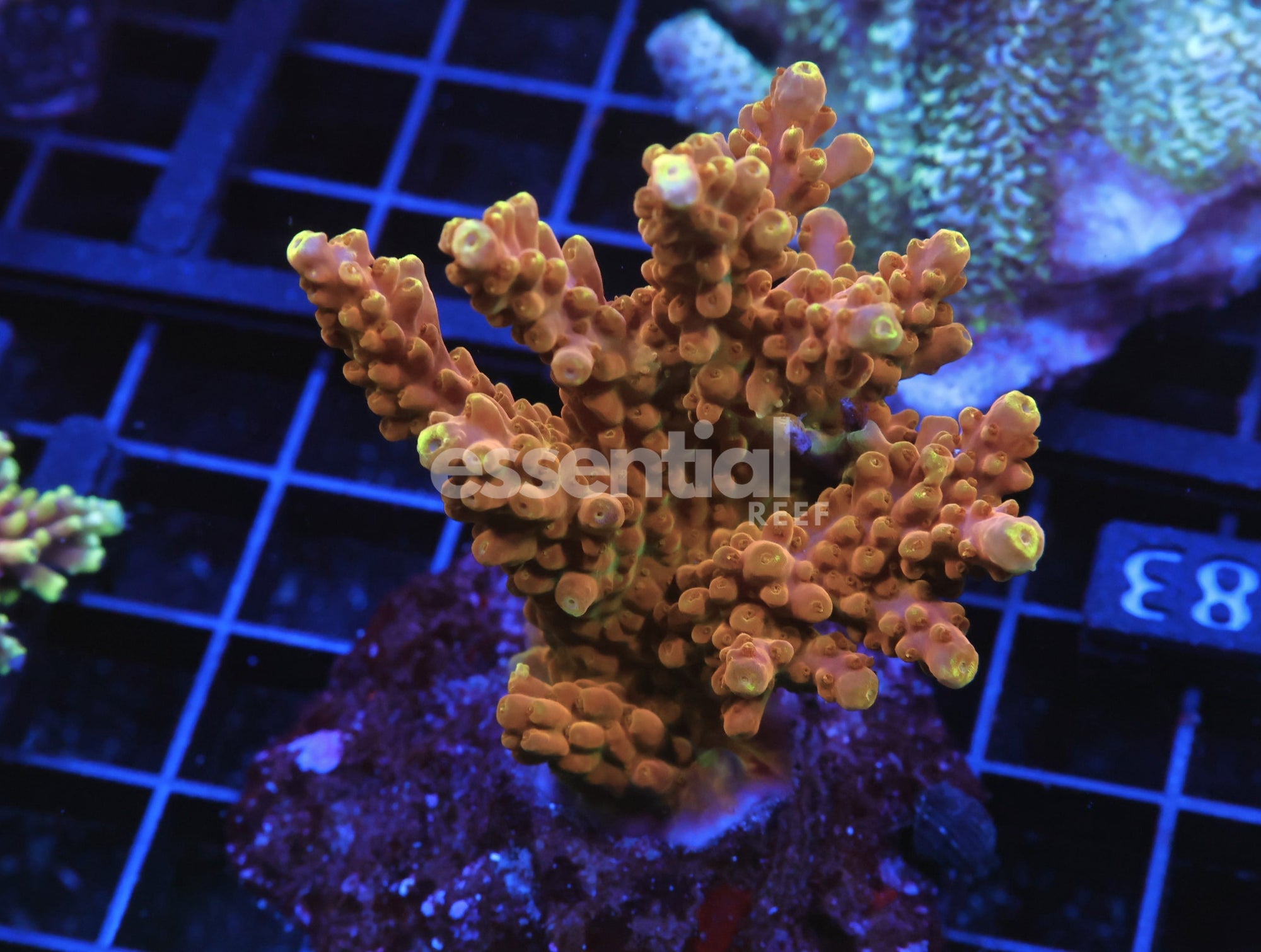 Watermarked - E83 - INDO ACRO GOLD RUSH CULTURED