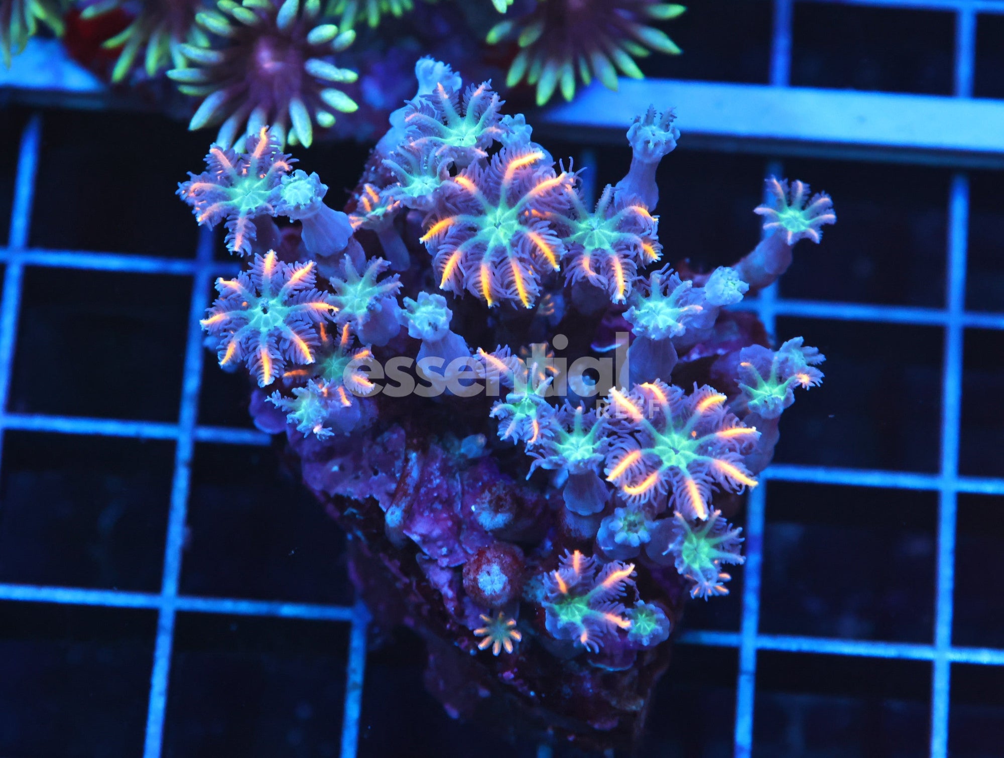 Watermarked - H106 - Indo Glove Polyp Fireworks