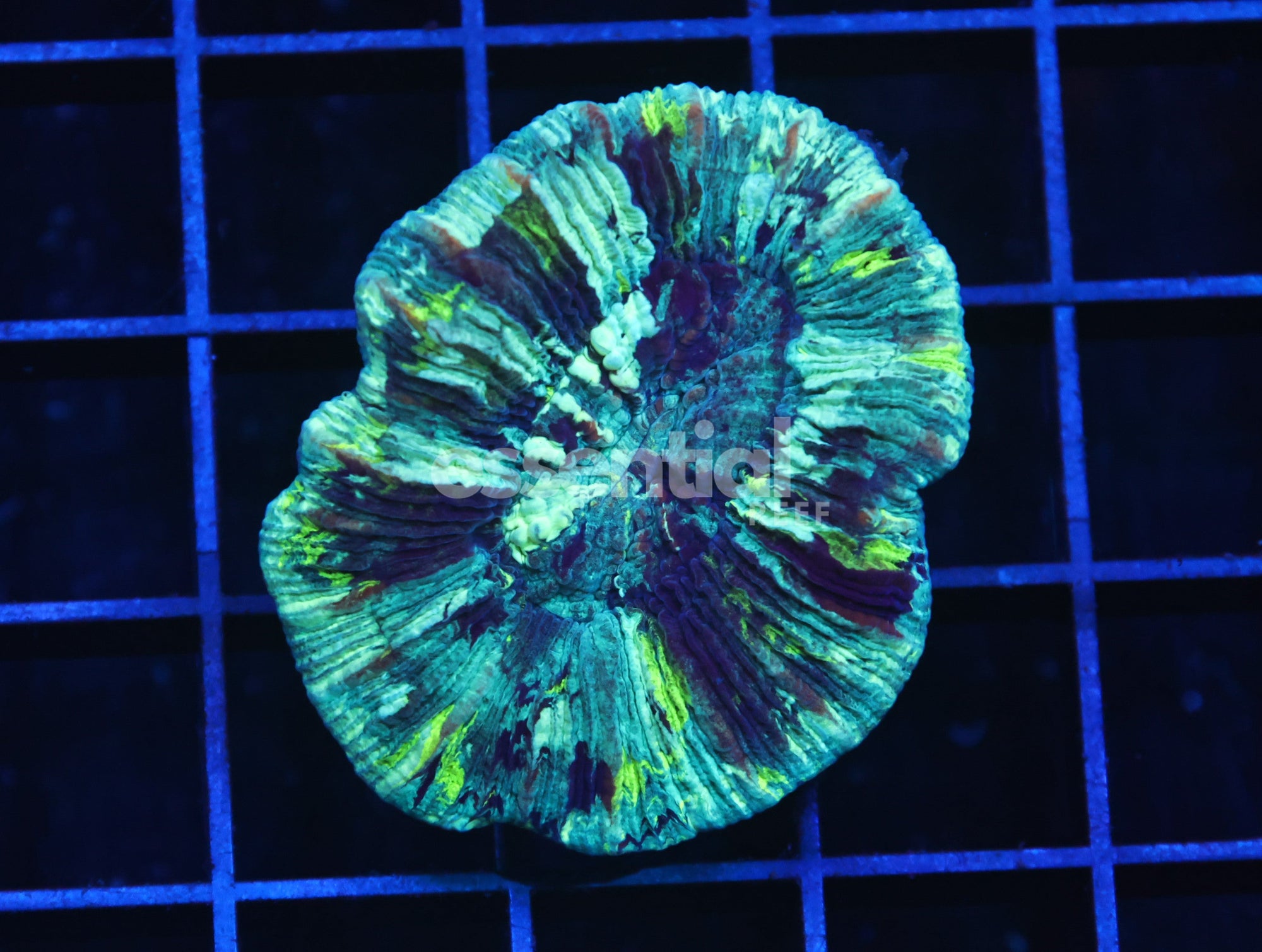 Watermarked - H10 - Mint Swirl Trachy