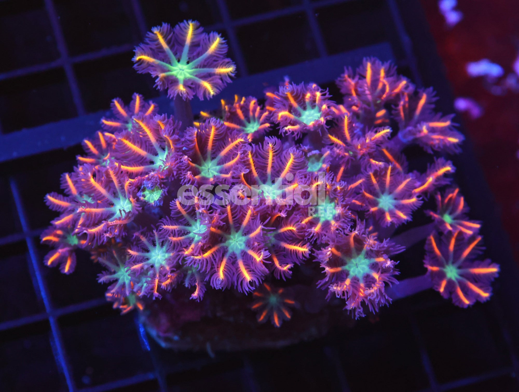 Watermarked - H100 - Indo Glove Polyp Fireworks