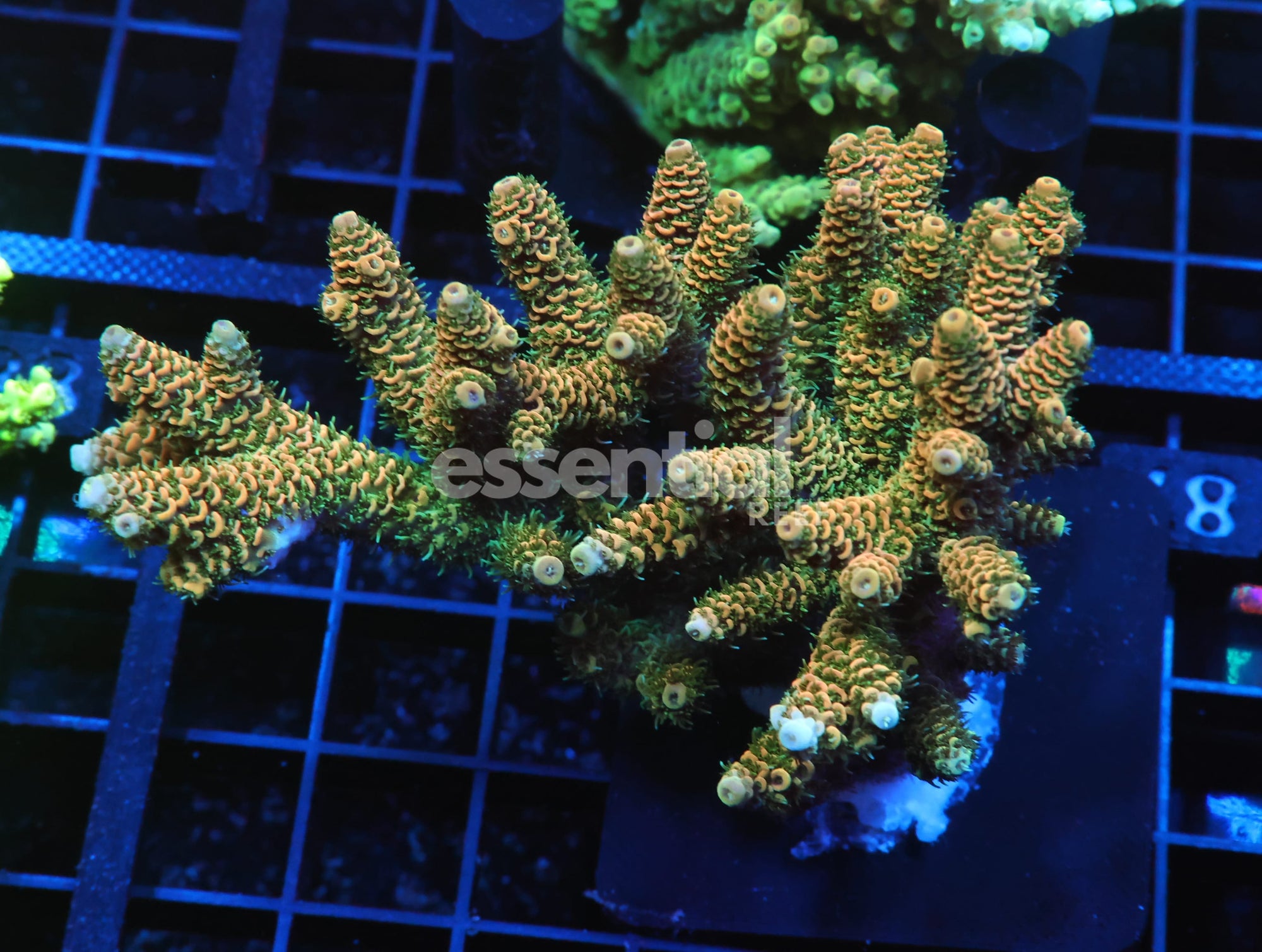 Watermarked - E87 - INDO ACRO ORANGE CRUSH MILLE CULTURED