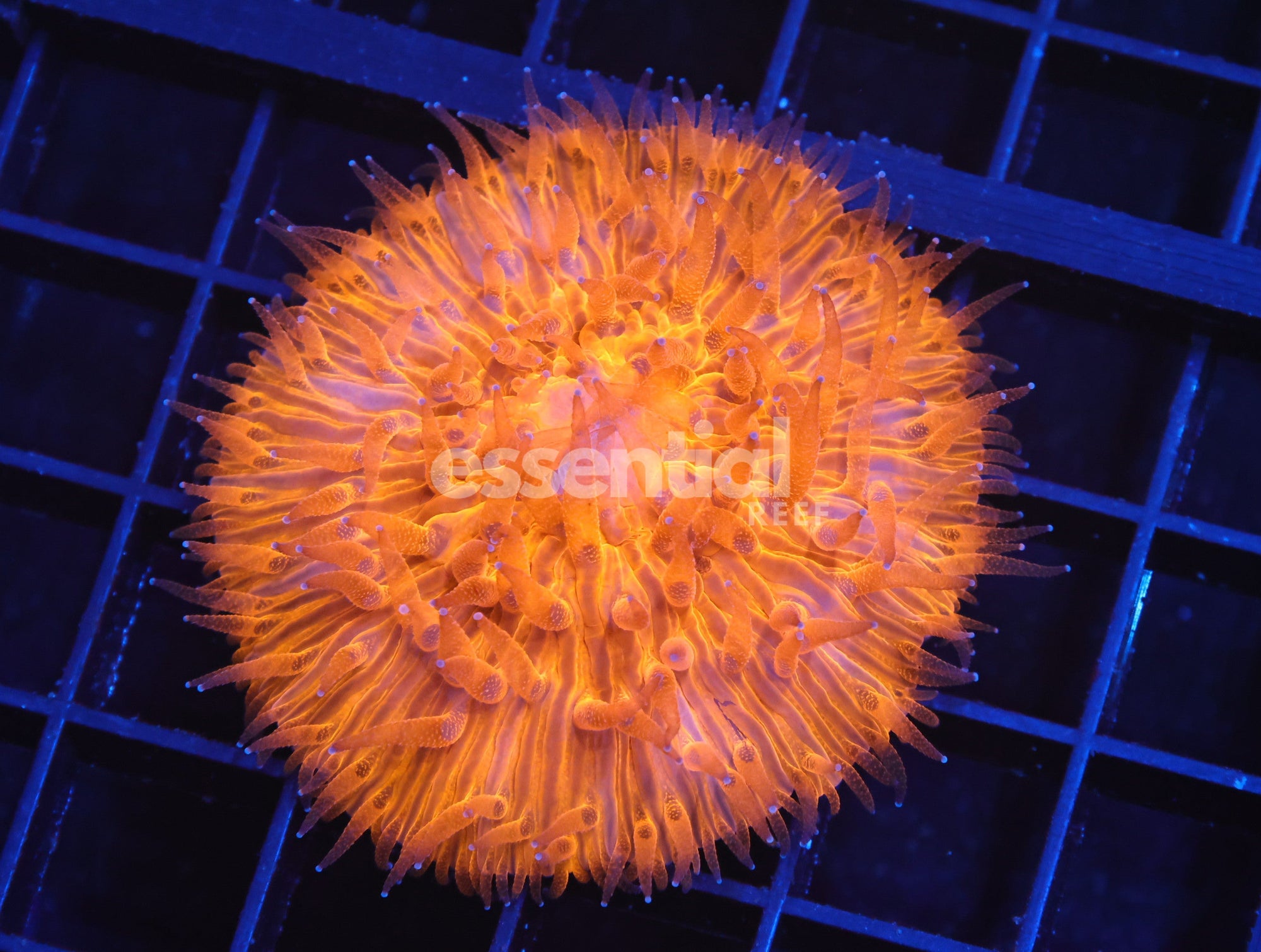 Watermarked - H11 - Indo Bright Orange Fungia