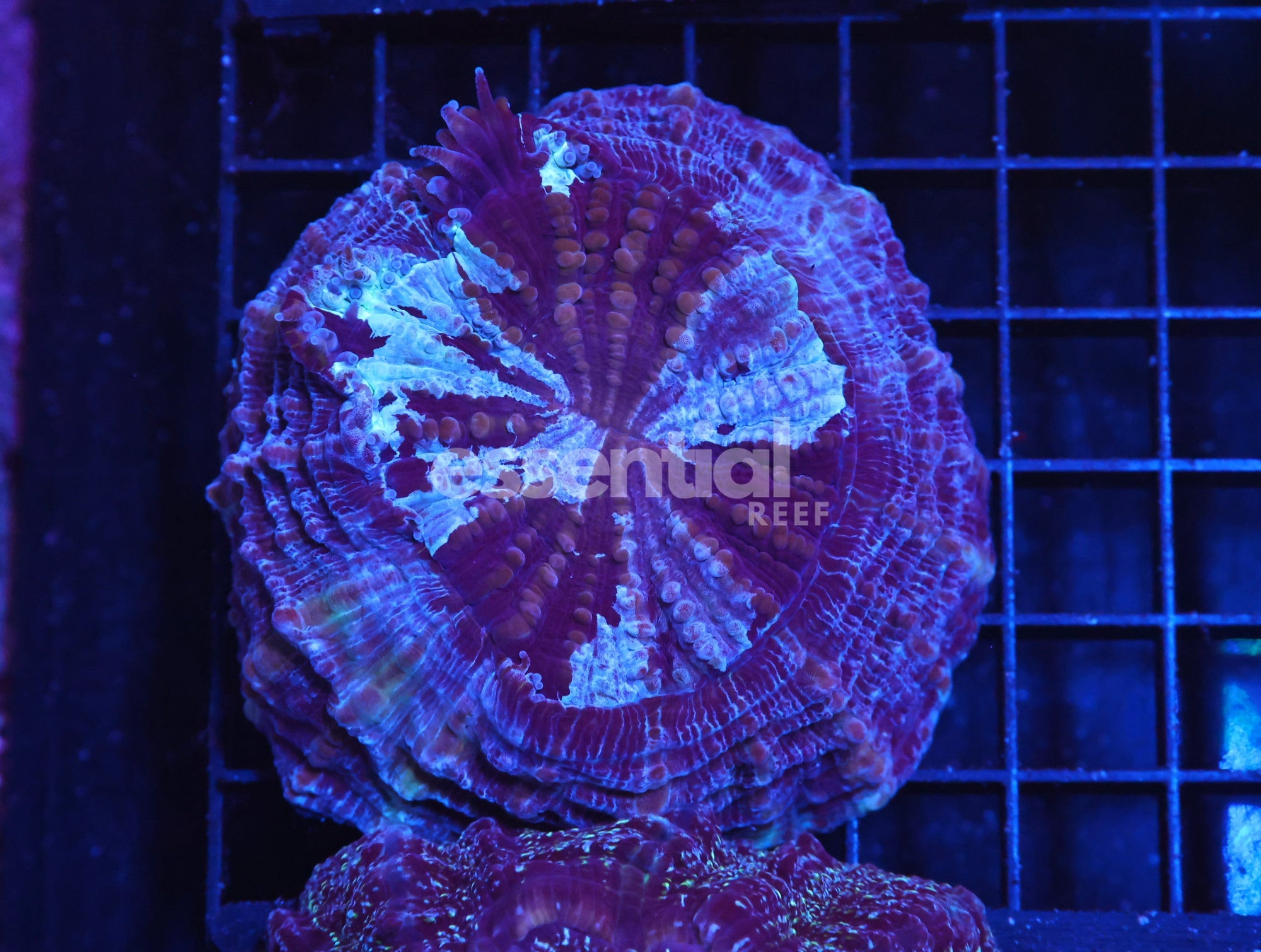 Watermarked - H16 - AUSSIE PURPLE SWIRL ACANTHOPHYLLIA