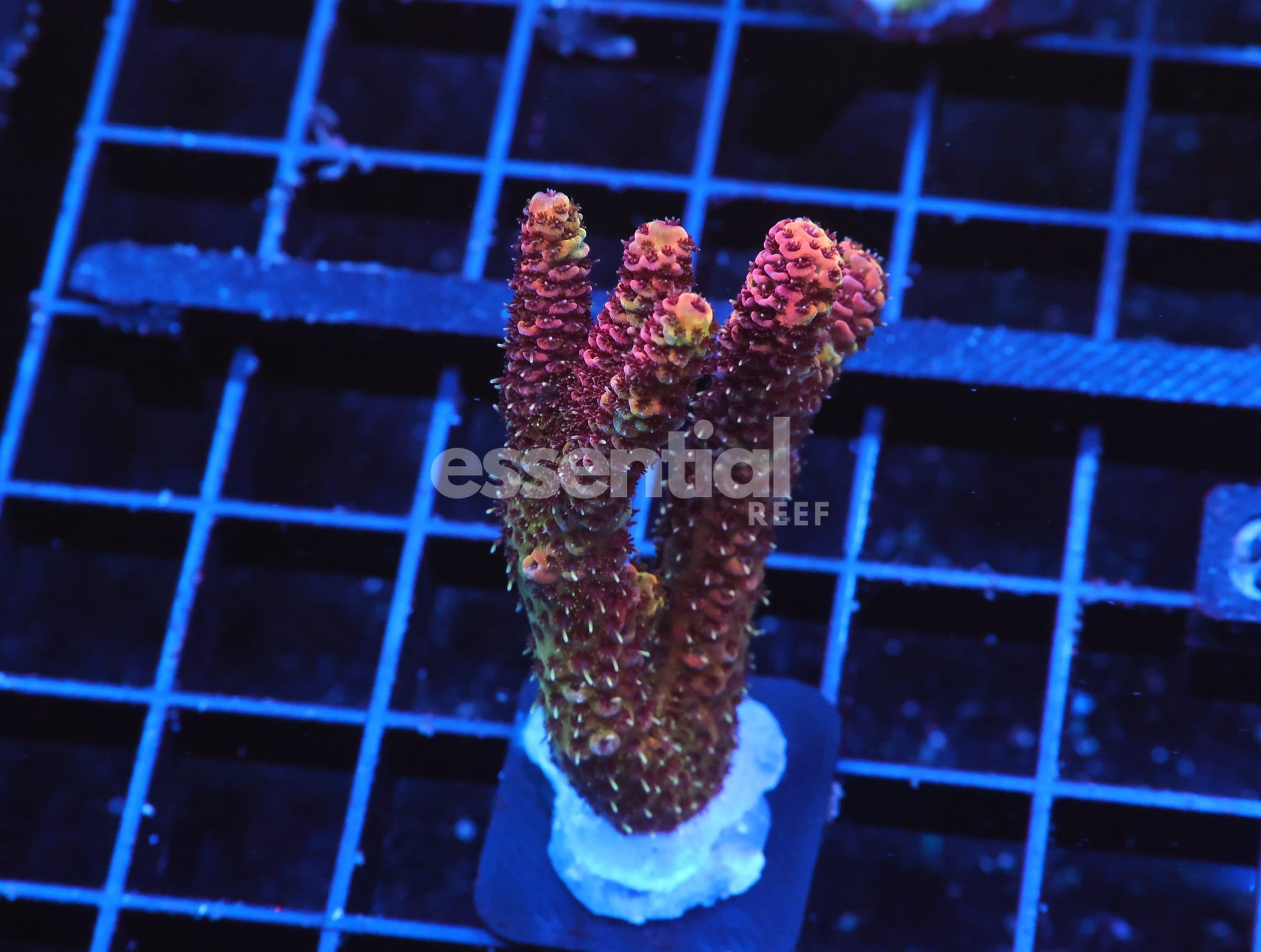 Watermarked - E90 - INDO ACRO RAINBOW MILLE CULTURED