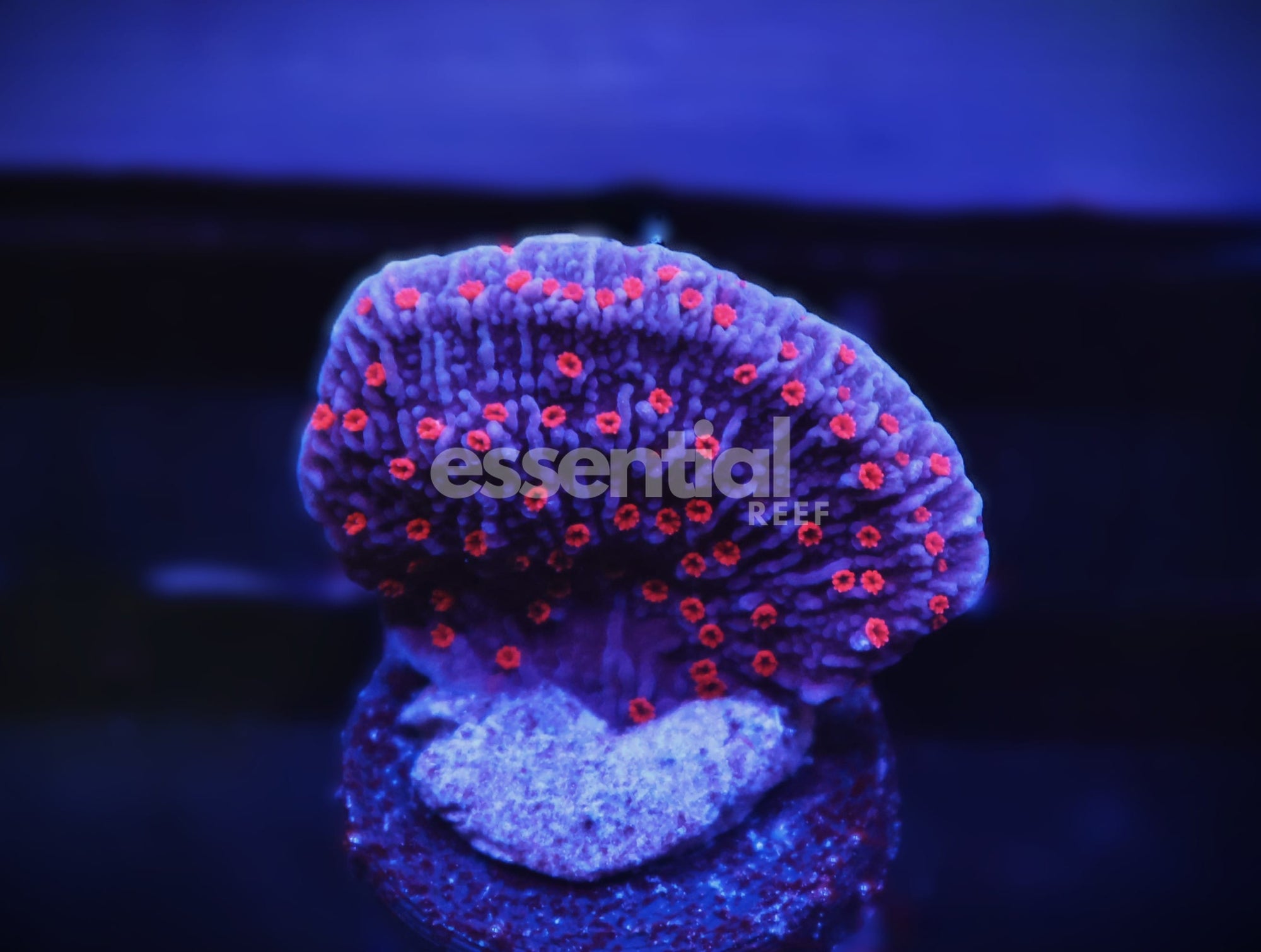 Watermarked - C502 -Almost Wysiwyg - TSA Periwinkle Passion Montipora