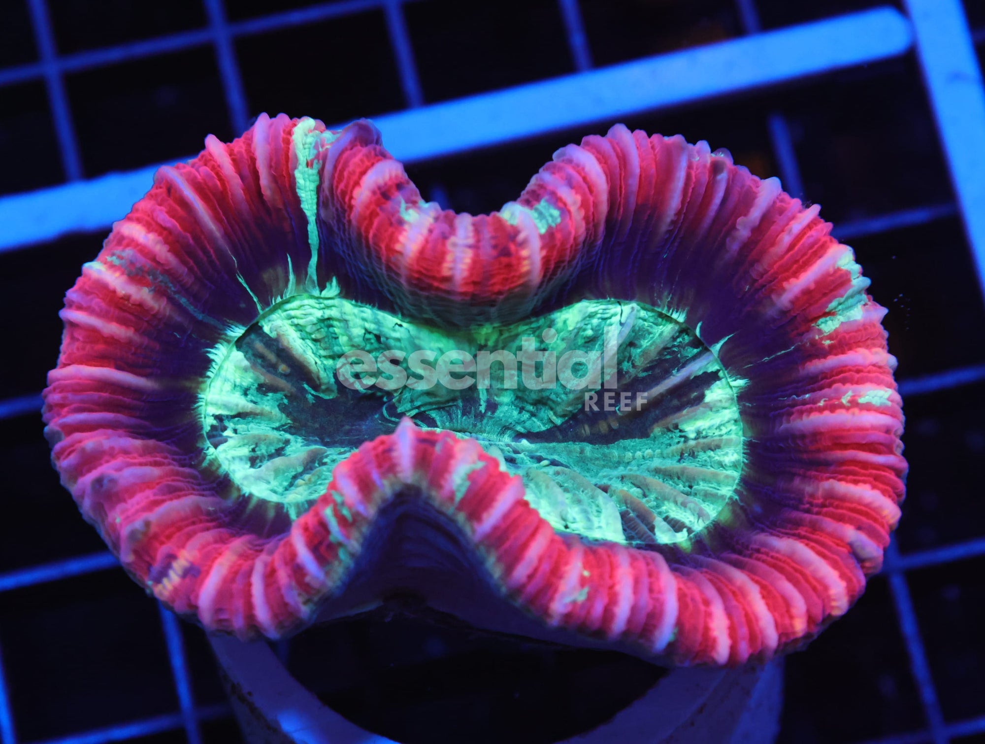 Watermarked - H14 - TIGER RED RIM TRACHY