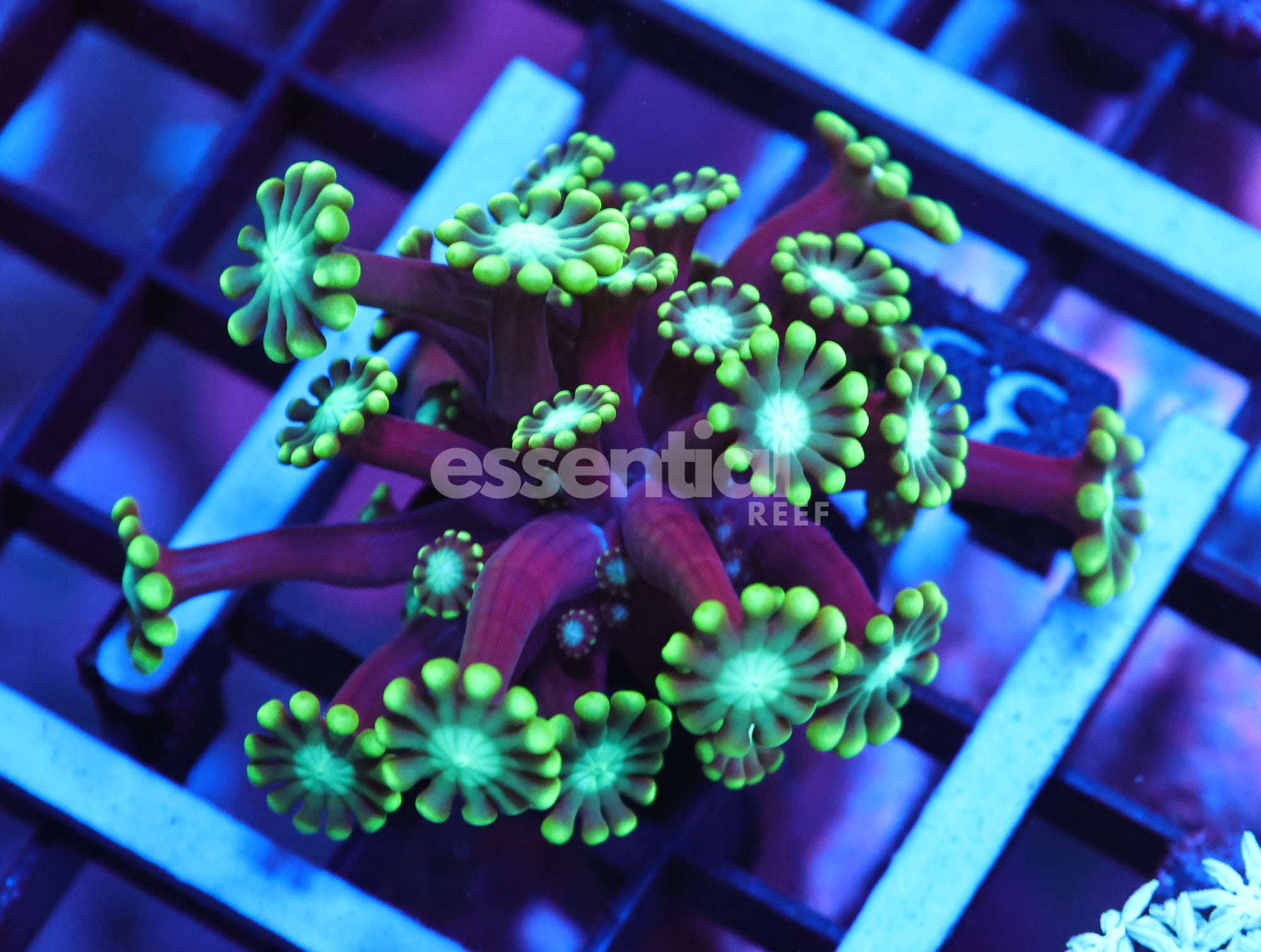 Watermarked - C604 -Almost Wysiwyg - Conditioned Green Alveopora
