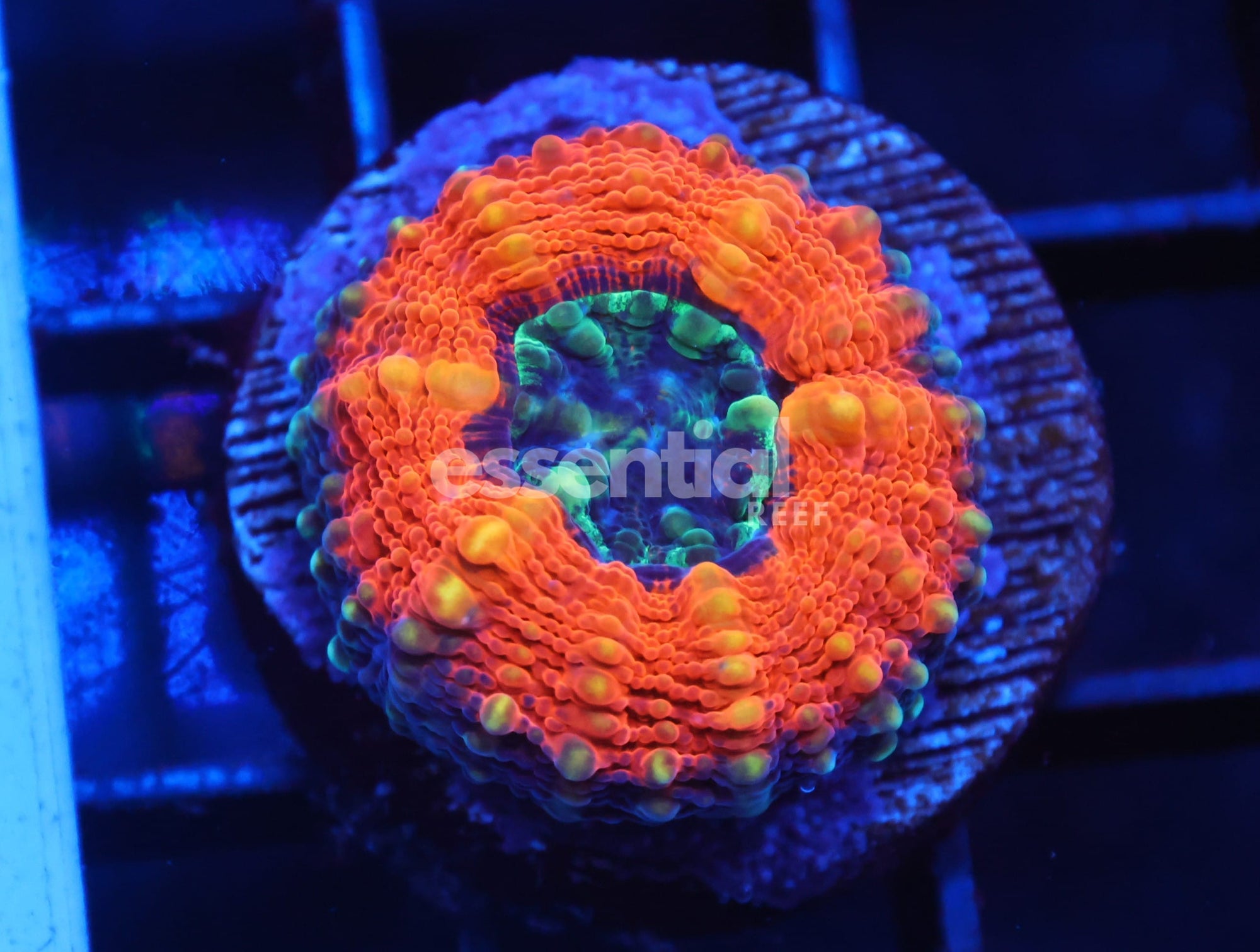 Watermarked - C605 -Almost Wysiwyg - Captive Spawned Lobo Australia Orange